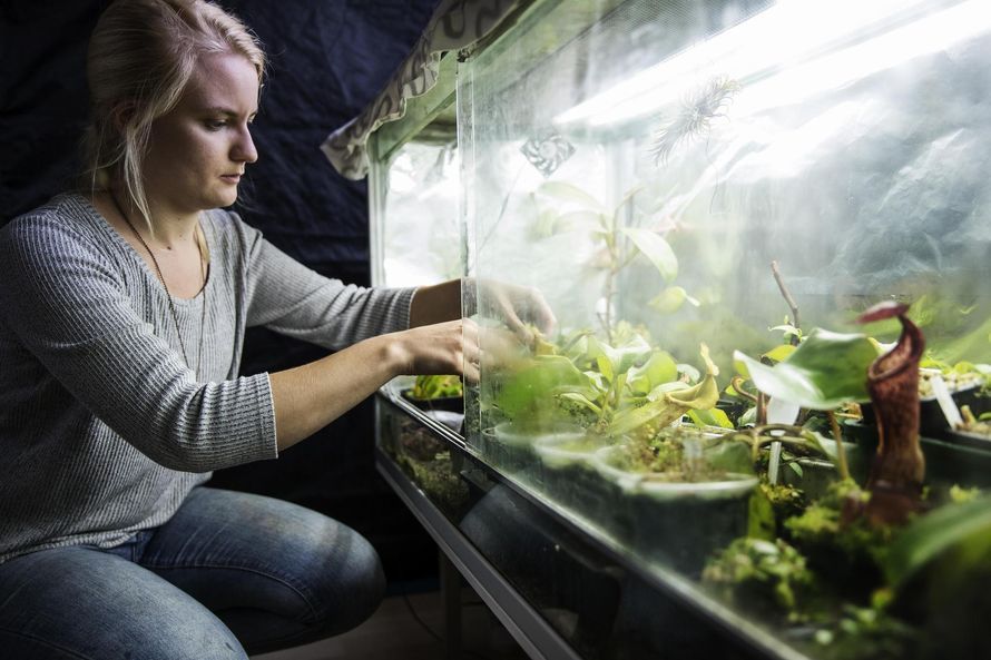Siru hoitaa noin sataa lajia ja lajiketta. Kääpiökihokki on pikkurillin kynnen kokoinen, rotansyöjäkasvi lähes puolimetrinen. Trooppiset sisäkasvit ovat talvella terraariossa.