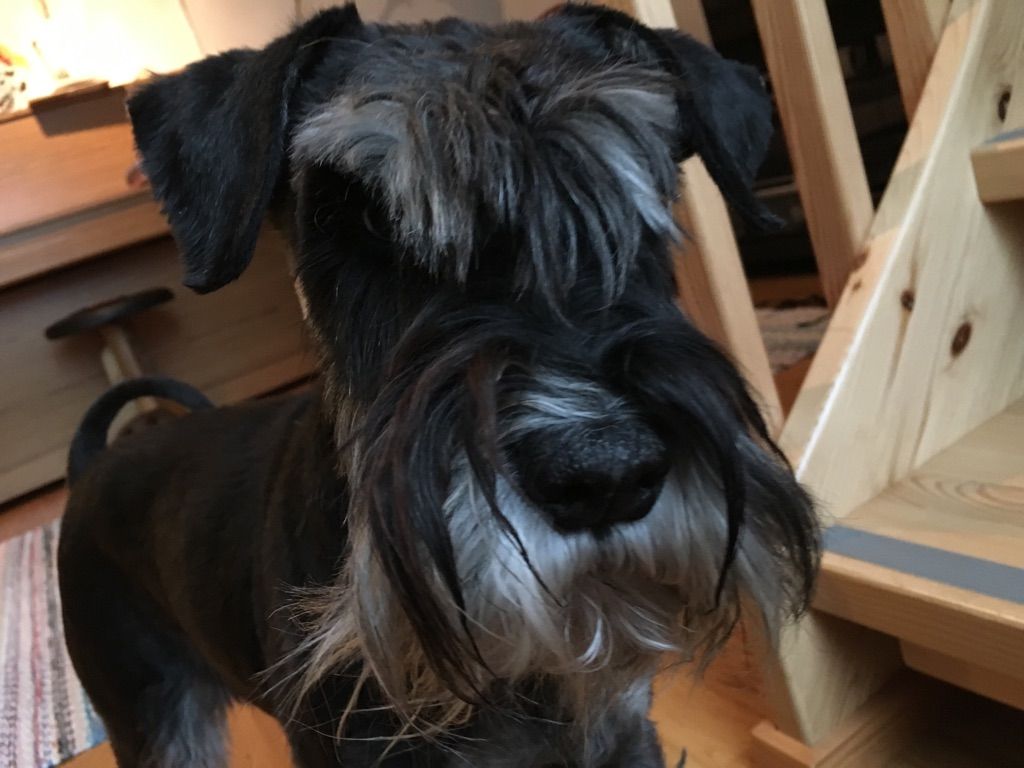 Unto rakastaa ensilumessa riehumista, metsäretkiä ja ihmisen kainalossa löhöämistä. Unto on uskollinen ruuanlaittokaveri ja syystä – keittiössä odotus palkitaan aina pienellä makupalalla. 11 vuoden elo alkaa näkyä Untossa: uni maistuu yhä enemmän ja kuorsauksen takia karvakaveri sai vuosi sitten muuttaa makuuhuoneesta olohuoneeseen. Unton ihminen on toimittaja Jenni Rinkinen.