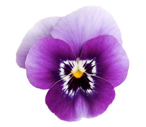 Monivuotinen sarviorvokki leviää helposti kukkapenkissä.