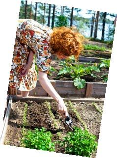 Kasvimaa alkaa vihertää jo alkukesästä.