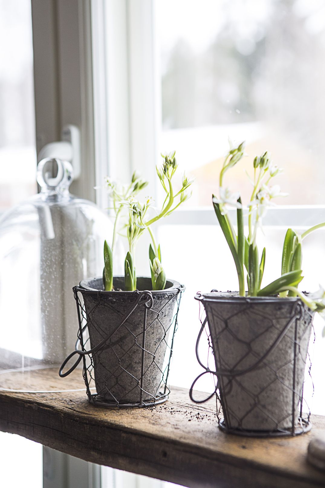 Herkät tasetit kurottelevat valoon vanhasta lankusta tehdyllä ikkunalaudalla. Hennoille kukille sopivat rustiikkiset ruukut.