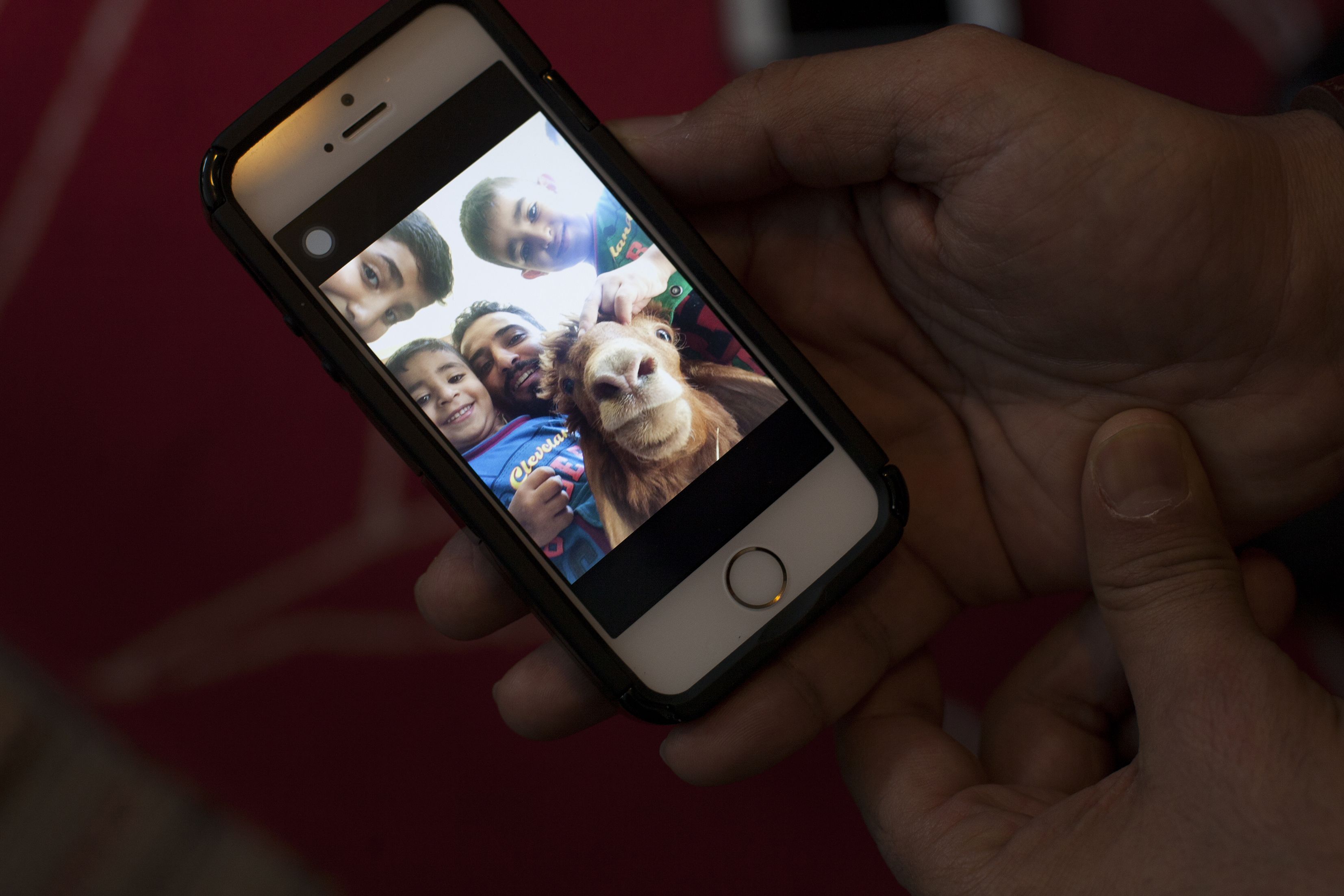 Kännykän kuvassa Mahmoud, pojat, poikien kaveri ja yksi kylän lampaista.