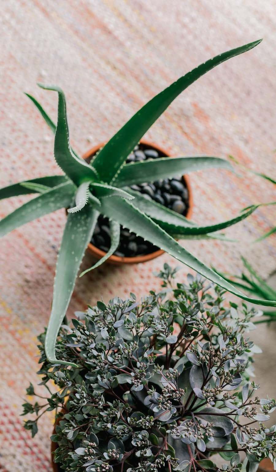 Aaloe viihtyy kesän ulkona valoisalla paikalla. Komeamaksaruoho puhkeaa loppukesällä komeaan kukintaan.