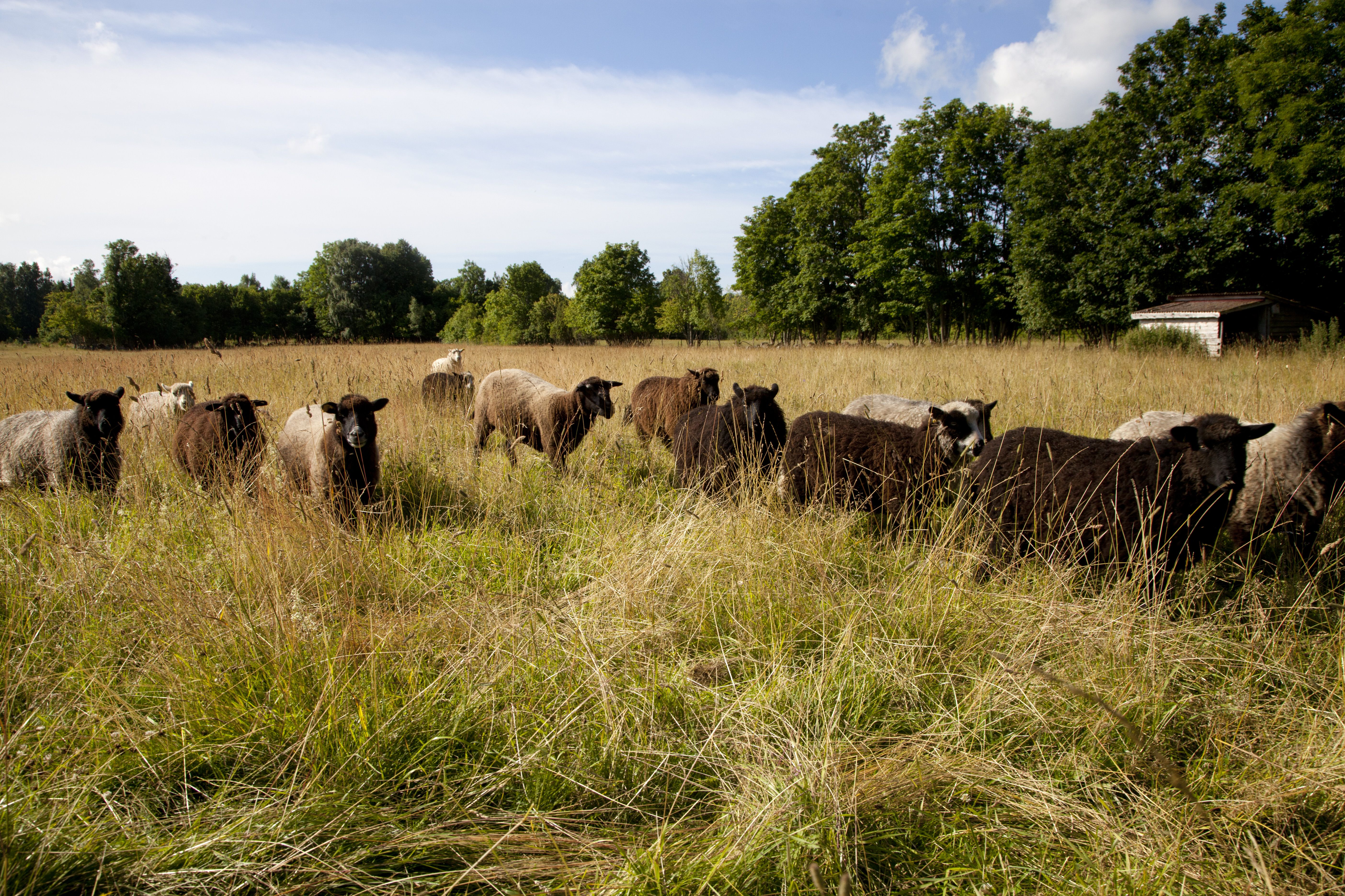 Laiduntavat lampaat ovat Muhulla yleinen näky.