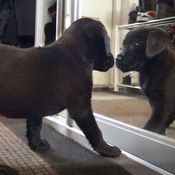 KK Elli saapuu uuteen kotiin