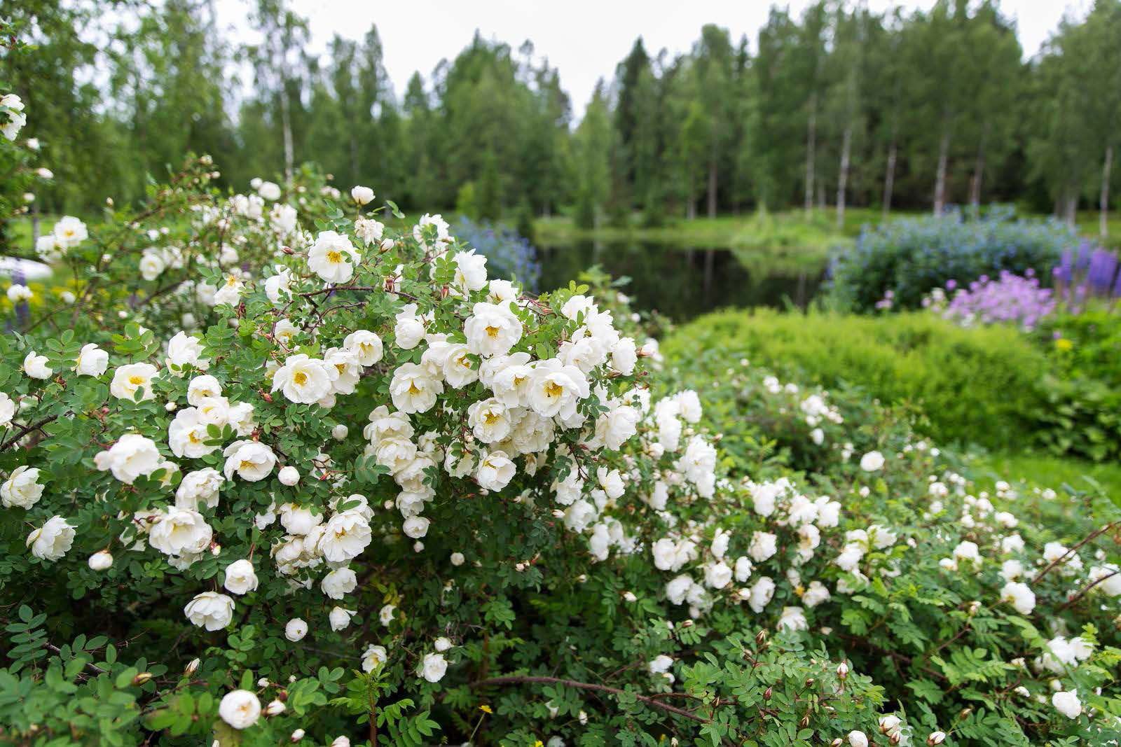 Lintulan luonnonkauniissa ympäristössä on helppo hiljentyä.