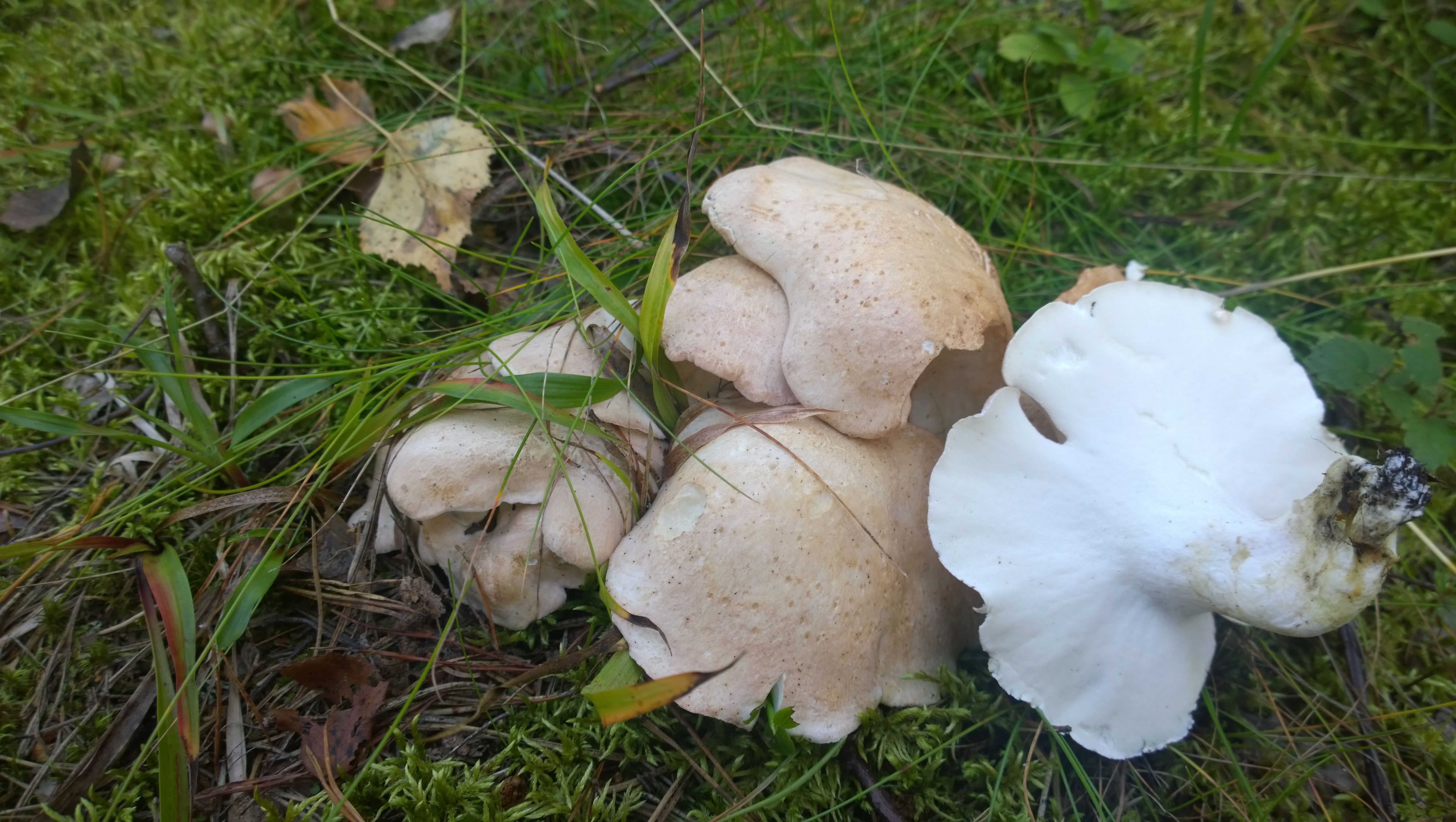 Lampaankääpää leivitettynä pannulle ja vaikka hampurilaissämpylän väliin: vegaanikin tykkää! Kuva: Marienka Pakaslahti.