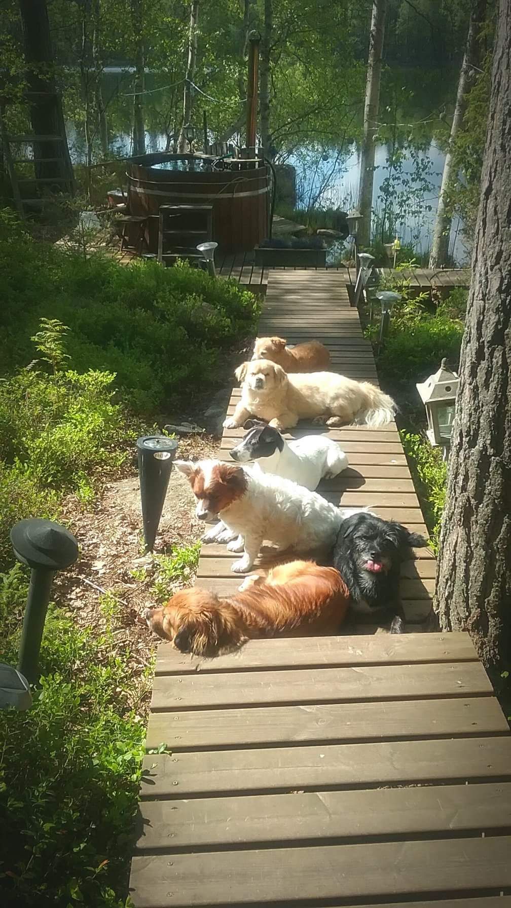 Mökillä koiraporukka viihtyy laiturilla ja keinussa. ”Kaikkialla, mihin paistaa hyvin aurinko. Laiturilla niistä on ihana ottaa aurinkoa pitkät päivät."