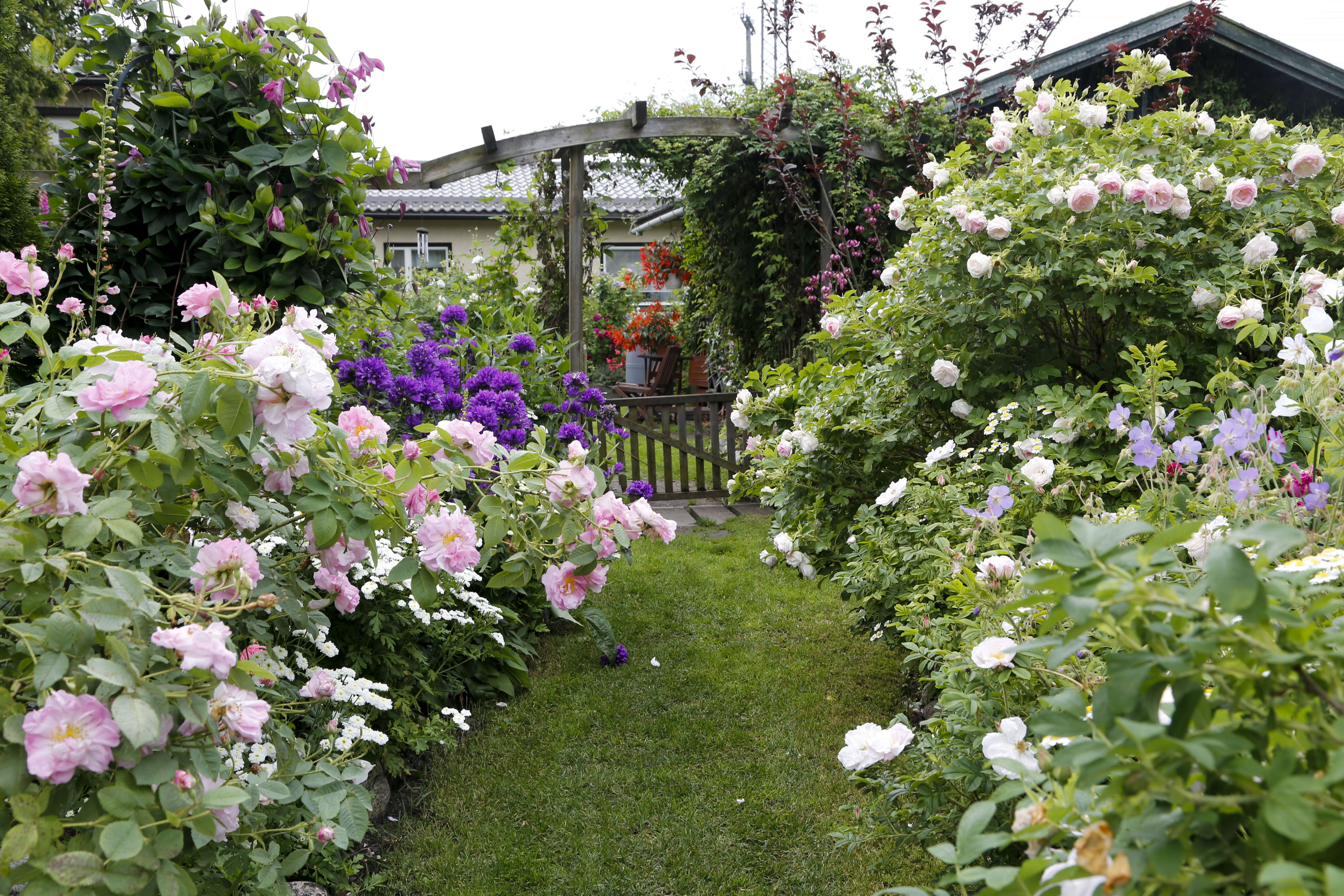 Ruusutarhan kapeat polut mutkittelevat kasvien välistä. 