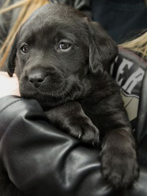 KK Elli tapaa perheen