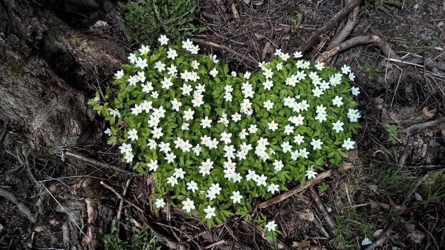 Keväisestä metsästä, kävelyreitin varrelta löytyi valkovuokoista muodostunut sydän. Kirsi