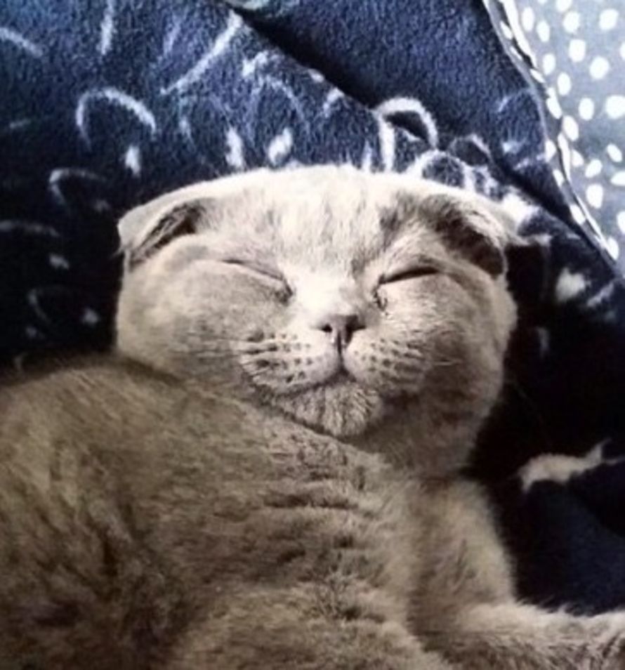 Kisu Rintala, 2, on kodin henki. Vaikka se on arka, oma tiimi on sille tärkeä. Joka aamu se käy herättämässä kaikki vuorollaan (myöhään nukkujat myöhään) ja päivän mittaan se hienotunteisen etäisyyden päässä osallistuu kodin toimiin. Aika ajoin se kellahtaa katolleen ja jää asentoon sen merkiksi, että nyt sopii rapsutella. Kisun ihminen on AD Taru Castrén.