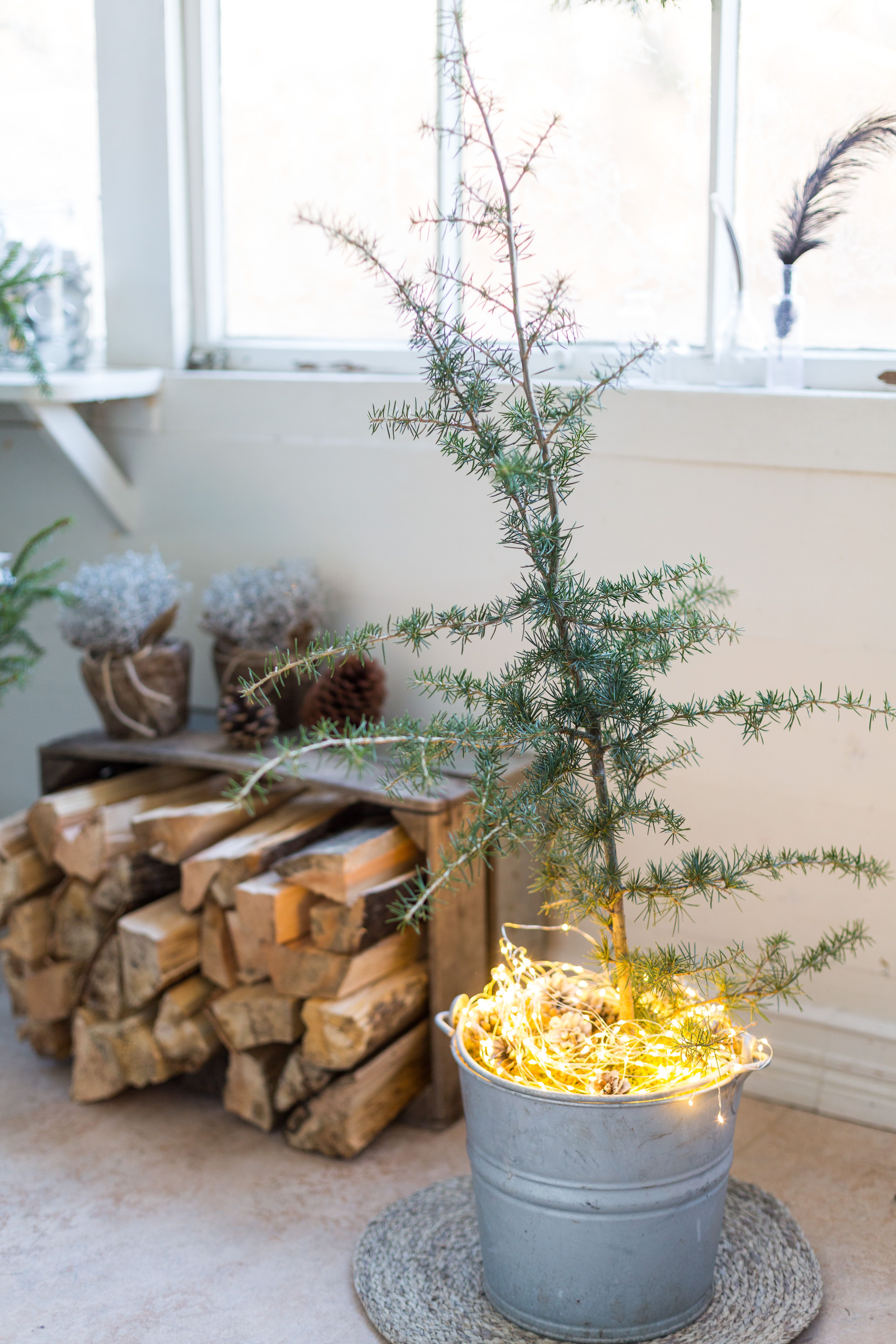 Libanoninsetri on harottavine oksineen siro ja trendikäs joulutunnelman tuoja. Istuta taimi ämpäriin ja kastele ja sumuttele kasvia sisätiloissa ahkerasti. Kiedo tyvelle valoköynnös ja koristele.