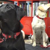 KK Elli pentutapaamisessa