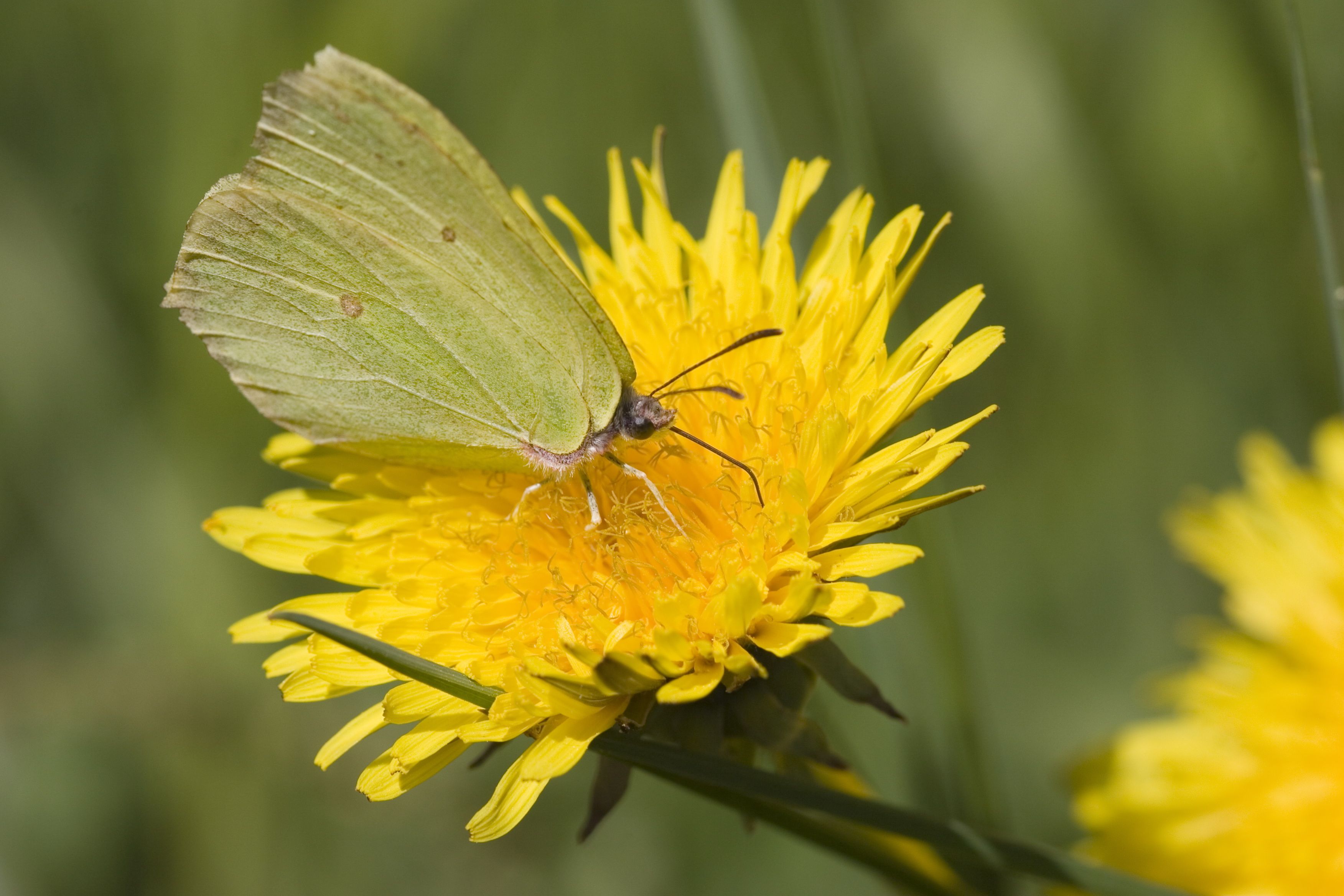 Sitruunaperhosen väri vaihtelee kirkkaankeltaisesta vihertävään.