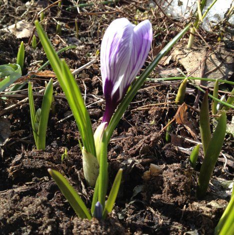 Huhti-toukokuussa kukkiva krookus on kevään varhaisimpia kukkijoita.
