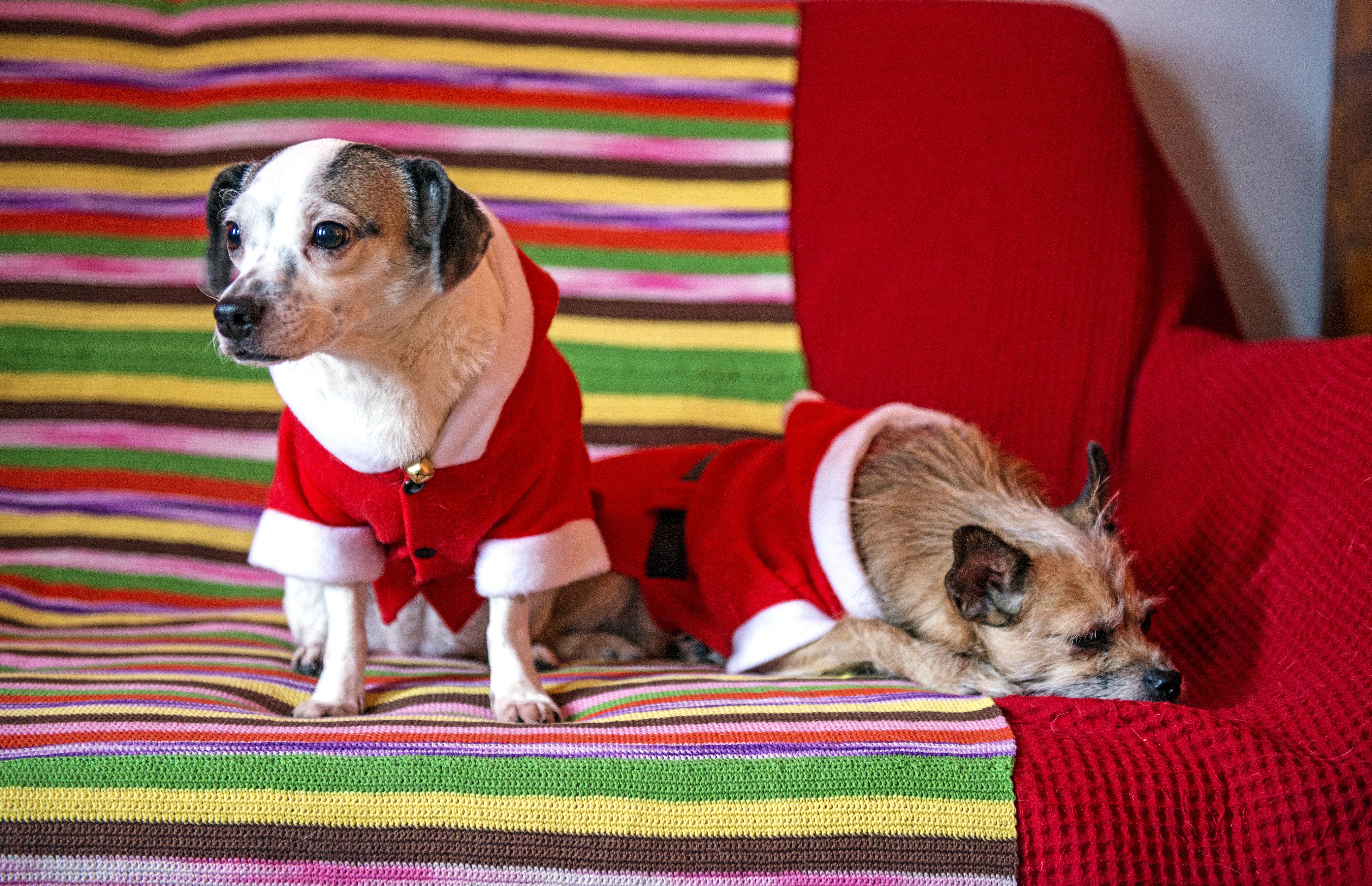 Myös Juni ja Lola saavat joulun kunniaksi herkkuja ja omat paketit.