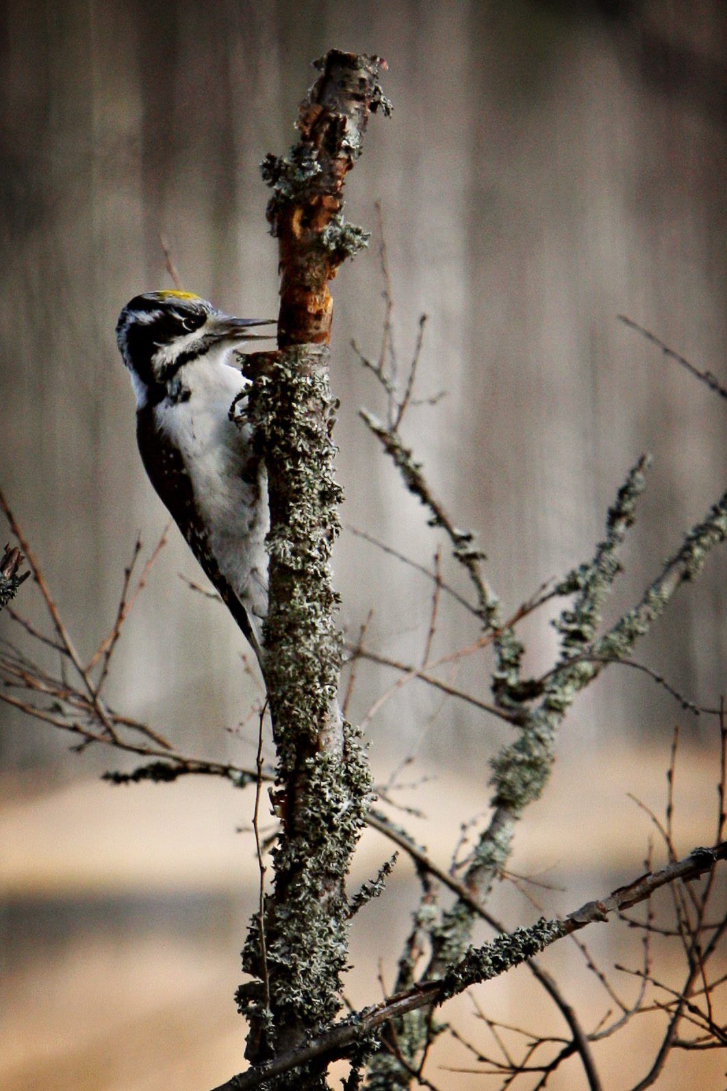 Pohjantikan poskissa on kolme mustaa raitaa.