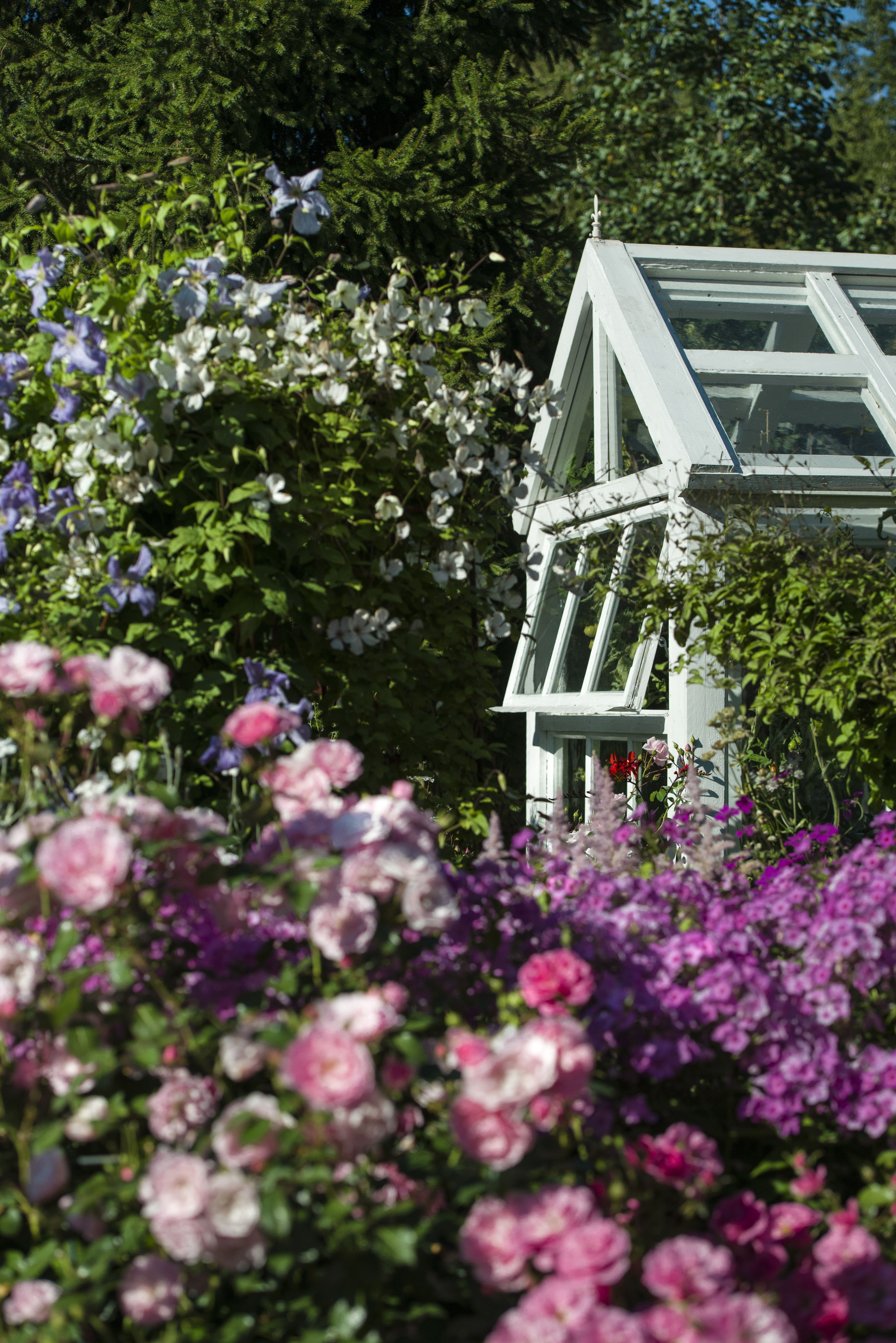 Kierrätysikkunoista tehty kasvihuone pilkistää ruusujen, kärhöjen ja leimujen keskeltä.