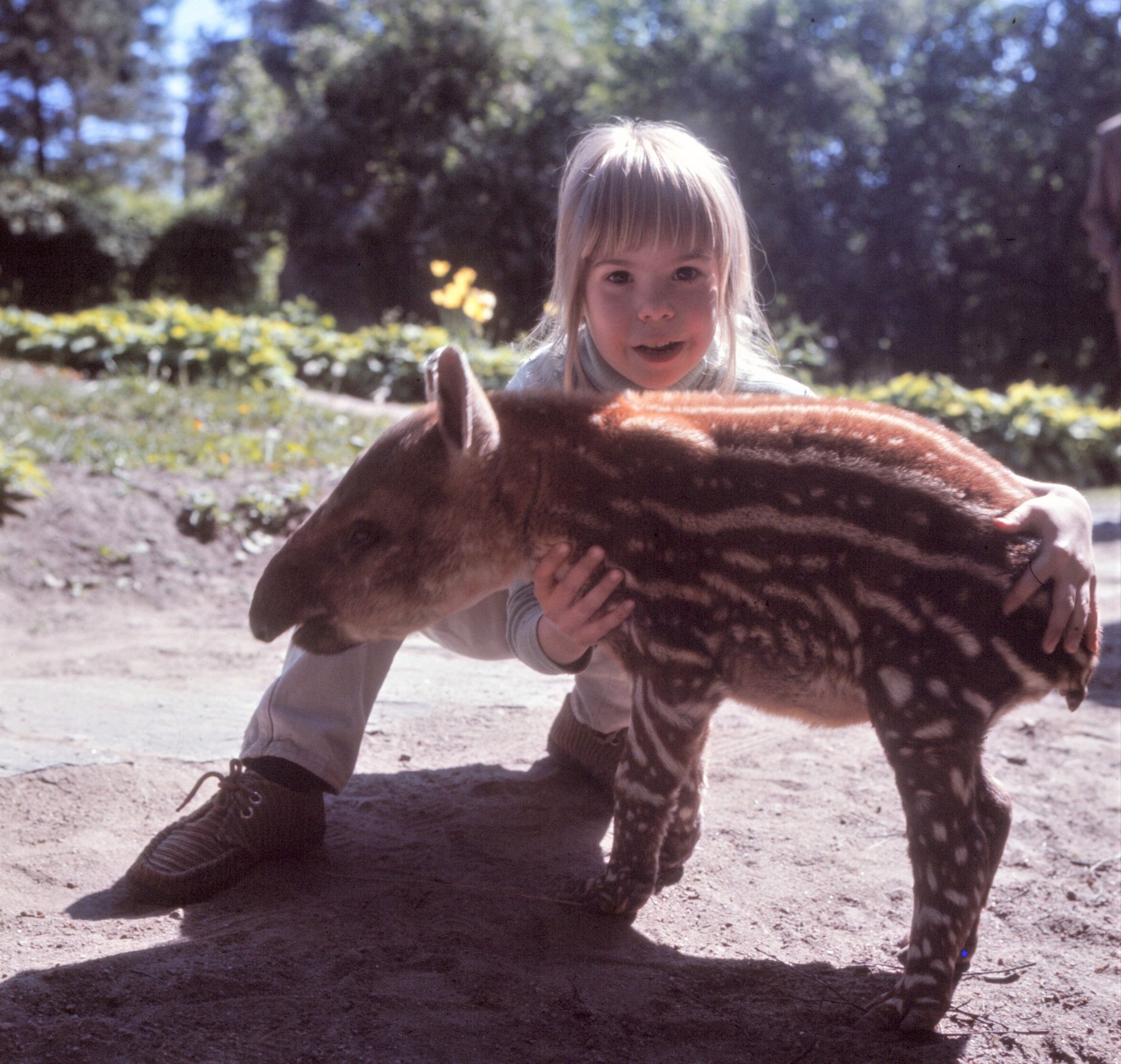 Tapiiri Rufus oli vielä tuttuvauva, kun se tuli Koivistoille kotihoitoon.