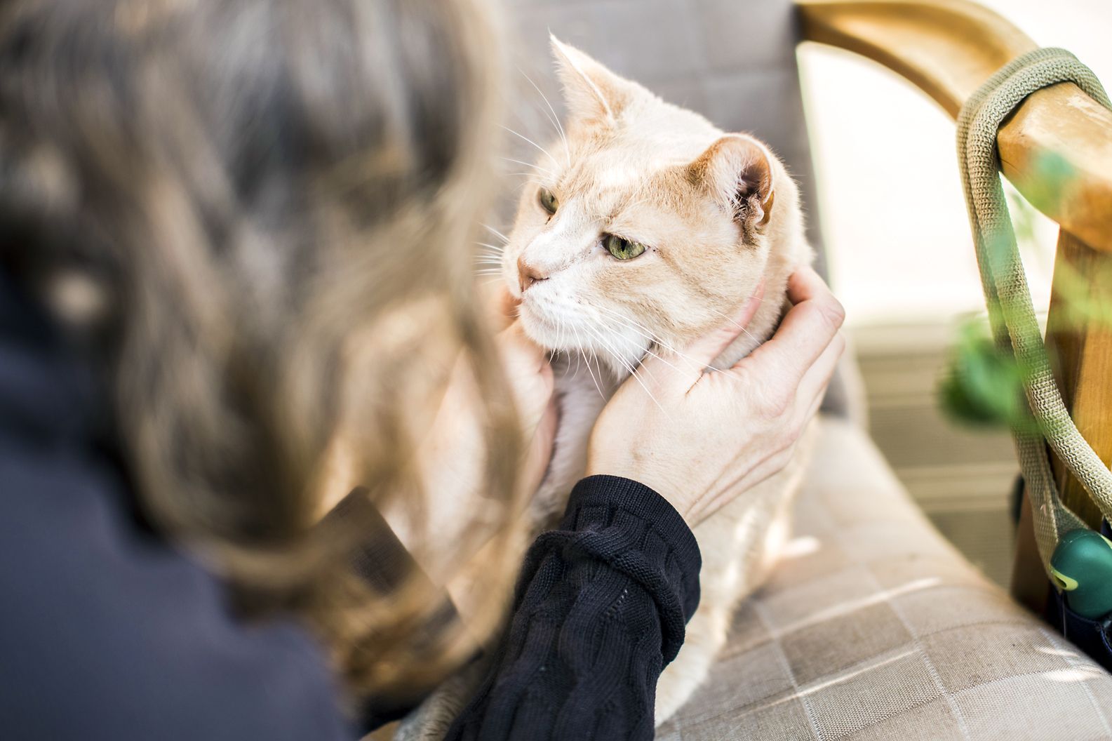 ”Kissani Magi on myös kierrätystä: entinen kujakissa Tallinnasta.” Nojatuolikin on ostettu 30 vuotta sitten käytettynä, Annakaisa vain päällysti sen.