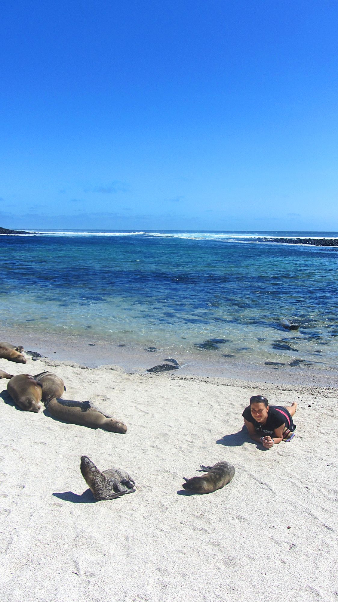 Merileijonat ottavat aurinkoa La Loberían rannalla San Cristóbalin saarella Galapagoksella.
