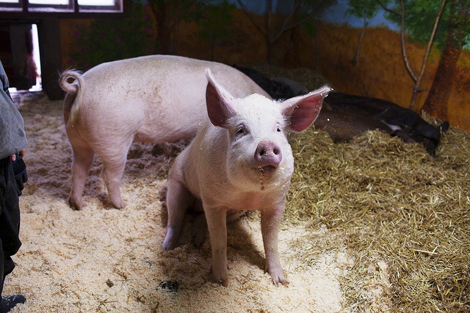 Saaran ja Siirin ei tarvitse kantaa huolta joulusta. Eläinsuojelukeskus Tuulispäässä ne saavat tehdä ympäri vuoden asioita, joita ne arvostavat: juosta, tonkia, syödä, leikkiä kepeillä ja palloilla sekä nauttia masun rapsuttamisesta. Siirin saparo kääntyy oikealle ja Saaran vasemmalle.