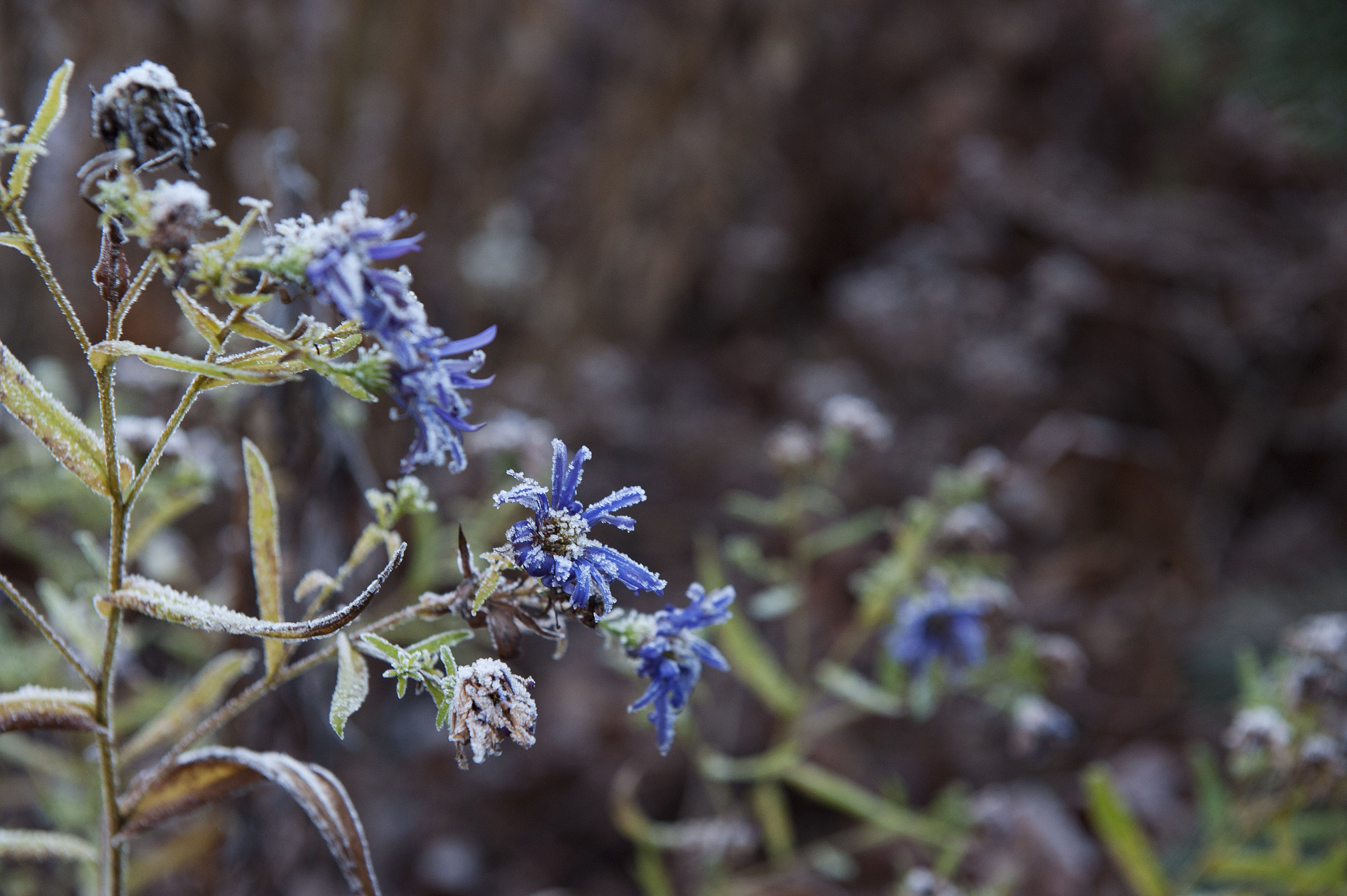 Syysasteri kukkii aivan talven tuloon asti.