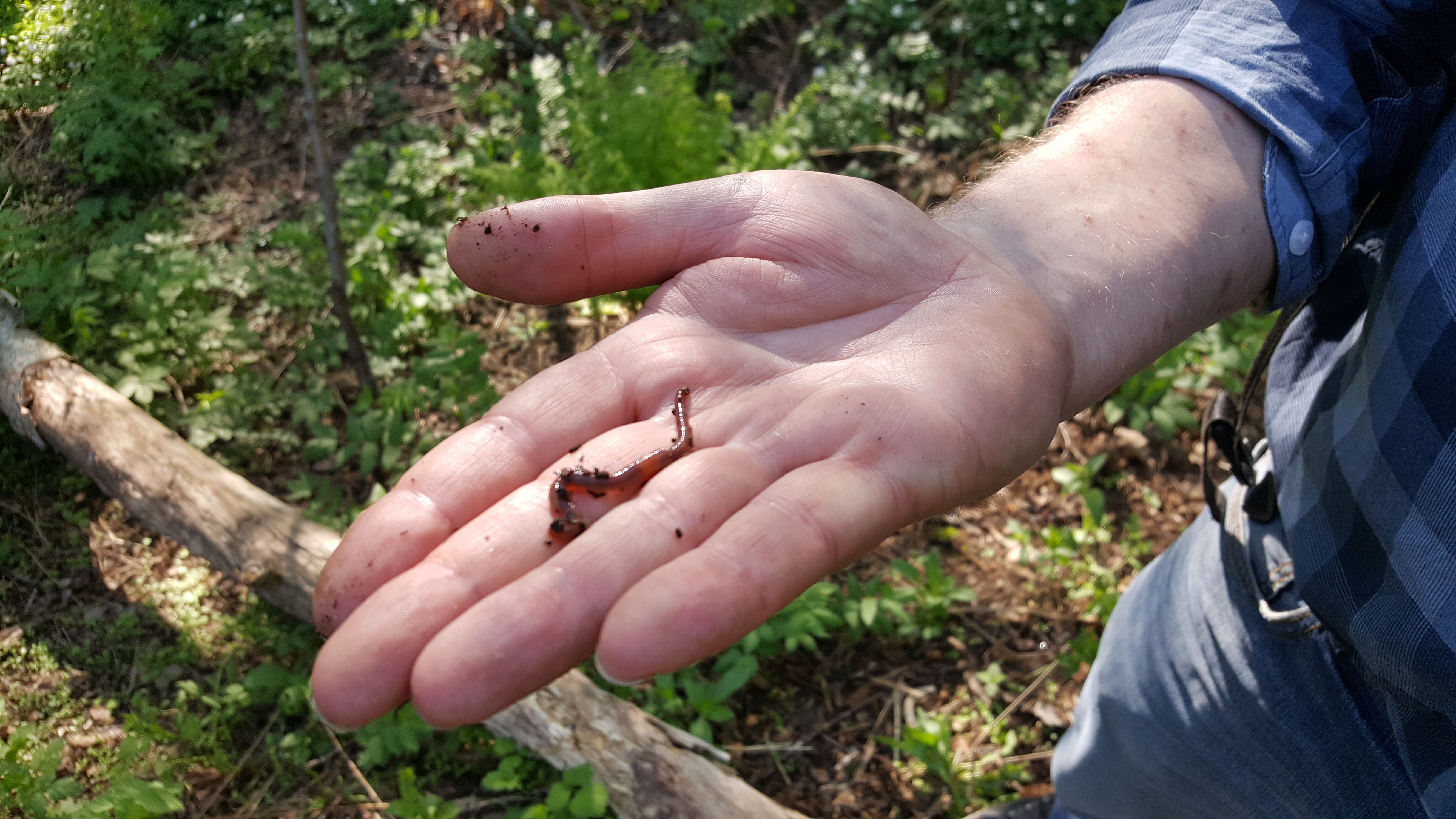 Tässä on puutarhurin paras kaveri.