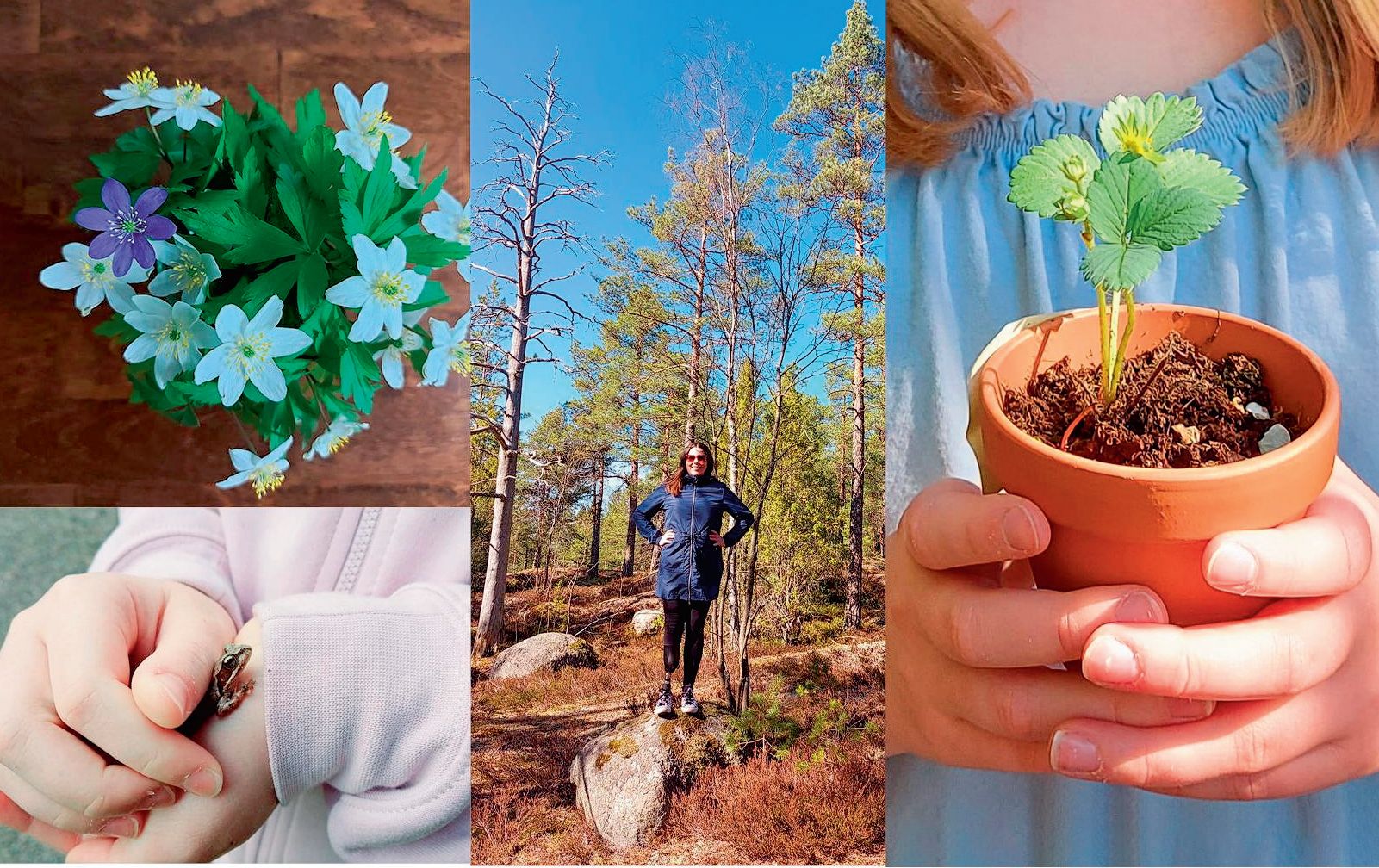 Kevään suloisimpia yllätyksiä oli tyttären koulussa kasvattama mansikantaimi.