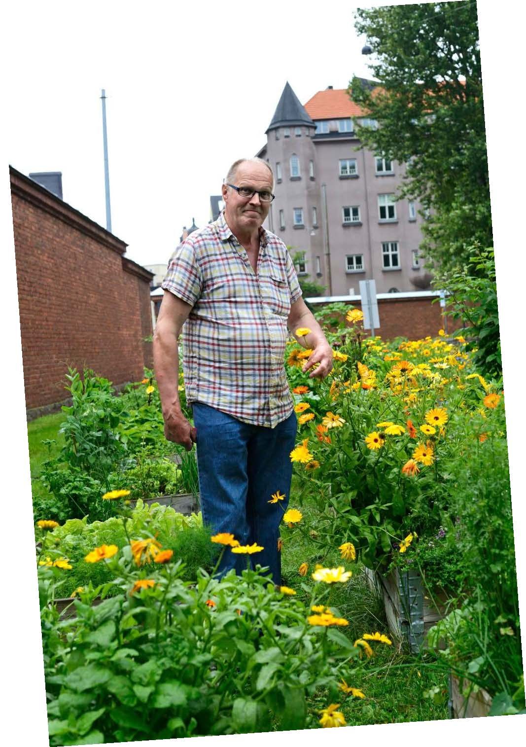 Talonmies Kalevi Korhonen tuo Kuhmosta helsinkiläistalon pihaan kieloja ja metsämansikan taimia.