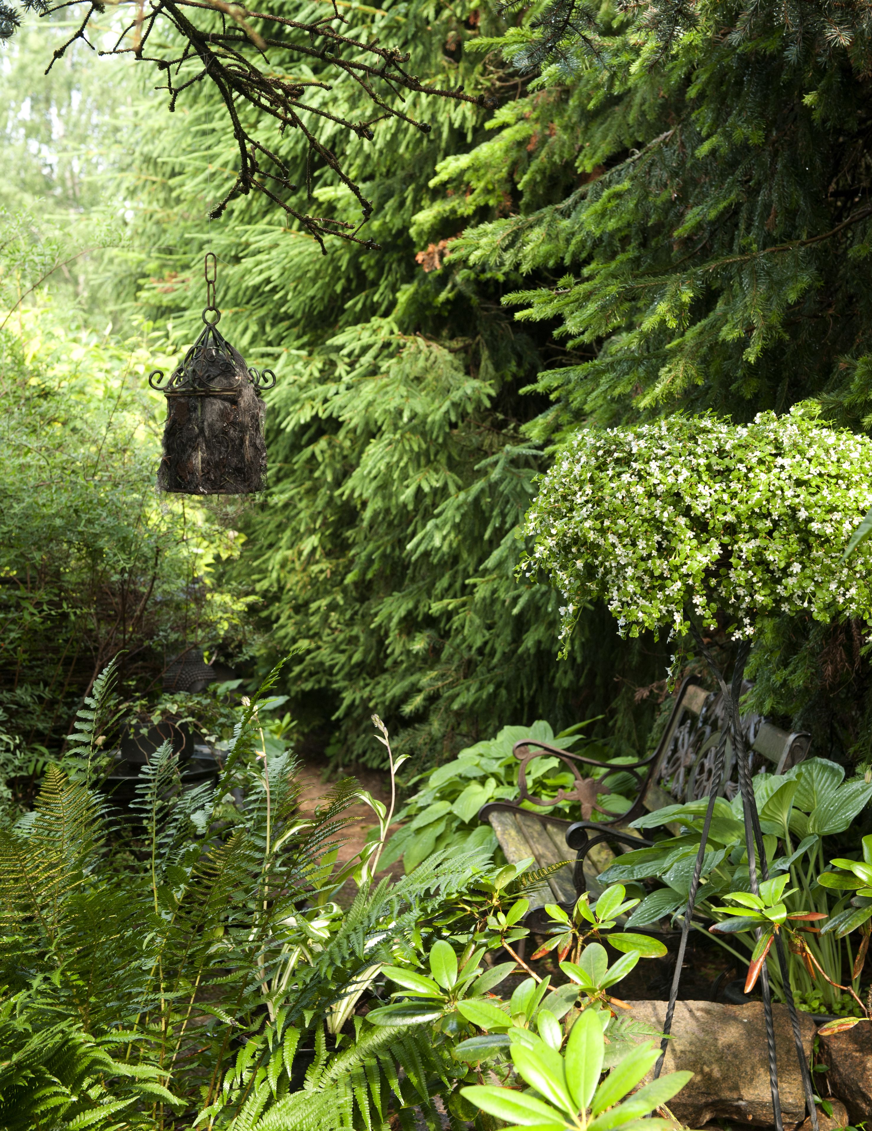 Kuusiaidan siimekseen piiloutuu kuumien kesäpäivien paras varjopaikka.