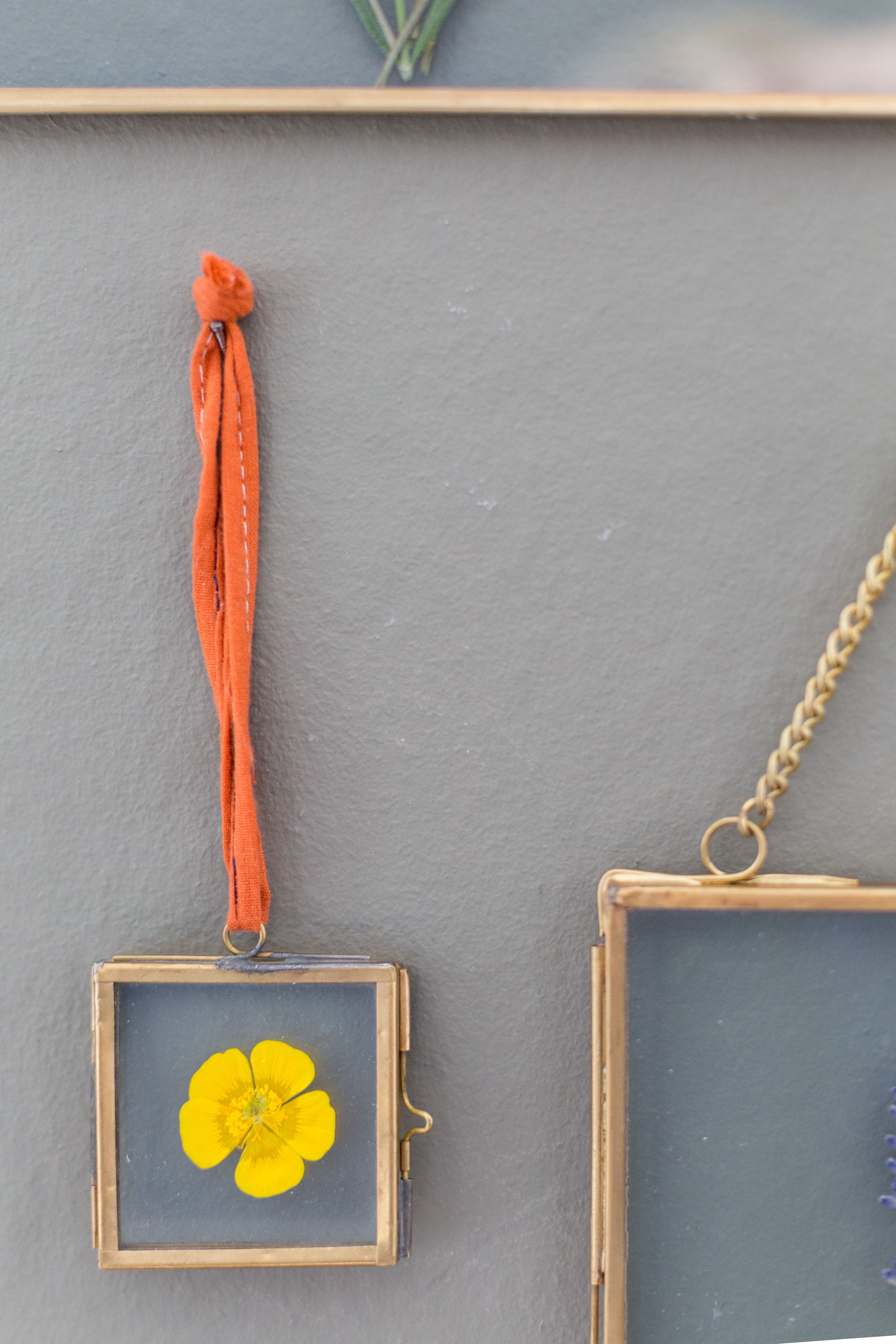 Niittyleinikin pirteänkeltaiset kukat säilyttävät värinsä. Kuva Annabelle Antas.