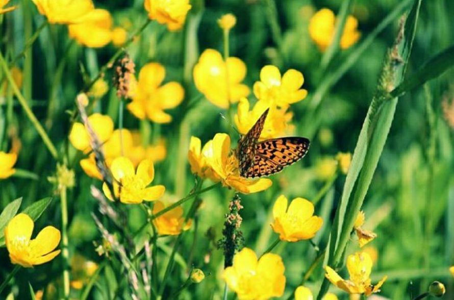 "Perhonen asettui aterialle." - Kuva: Laura Virsu