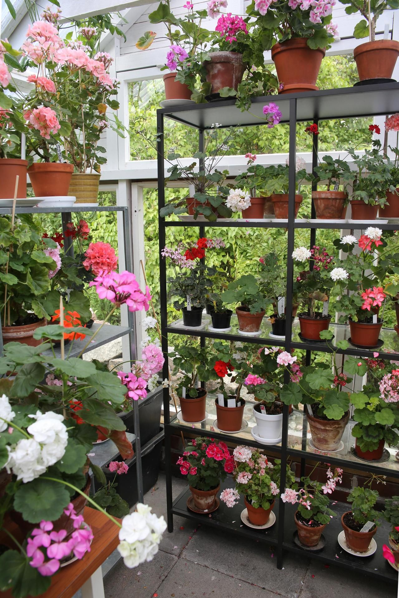 ”Pelargonit ovat primadonnia”, Sirpa Ojala sanoo.