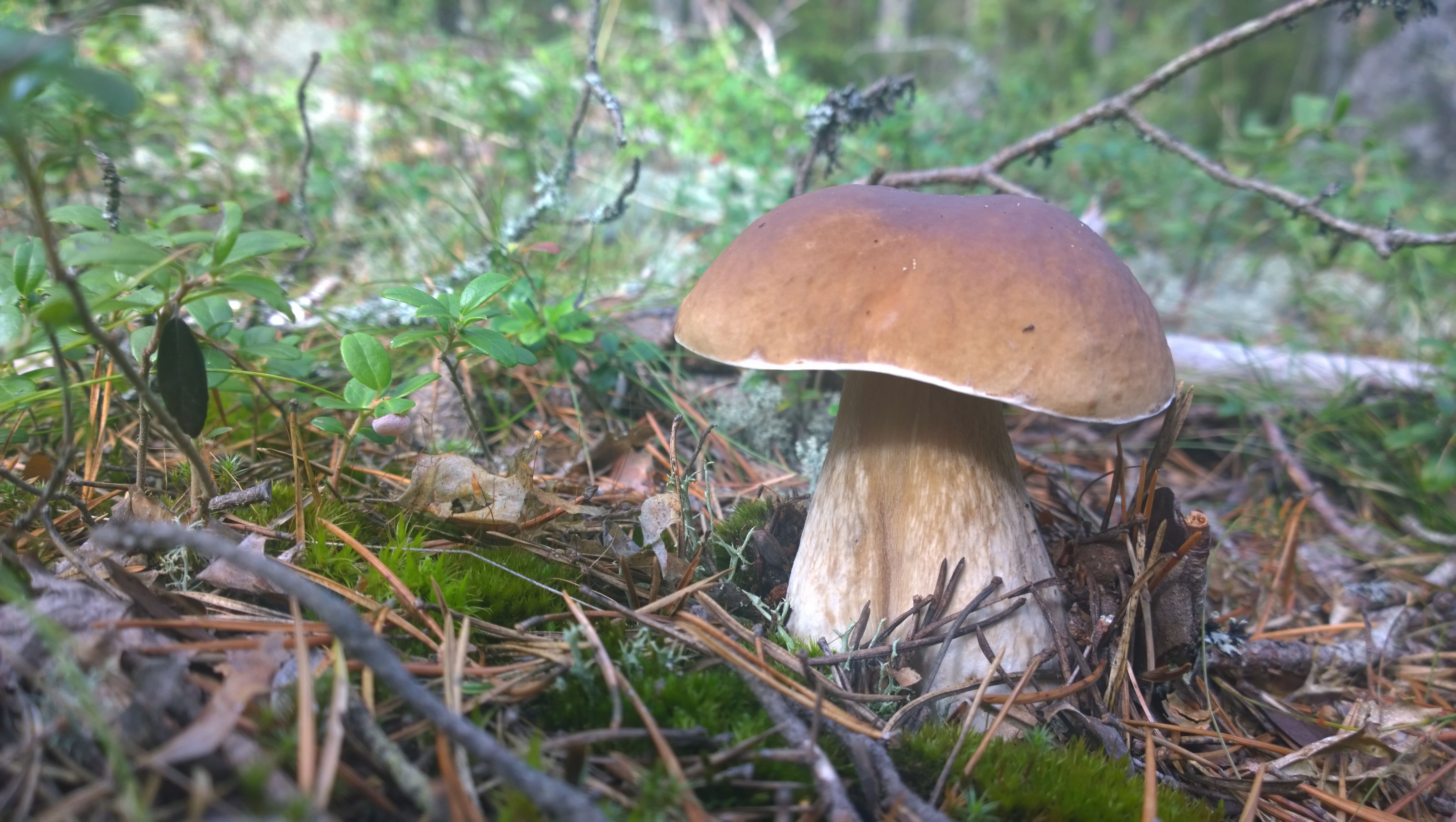 Herkkutatti maistuu myös italialaisille. Kuva: Marienka Pakaslahti