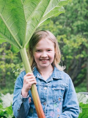 Raparperi ja mansikka kasvavat Orren perheen puutarhassa.
