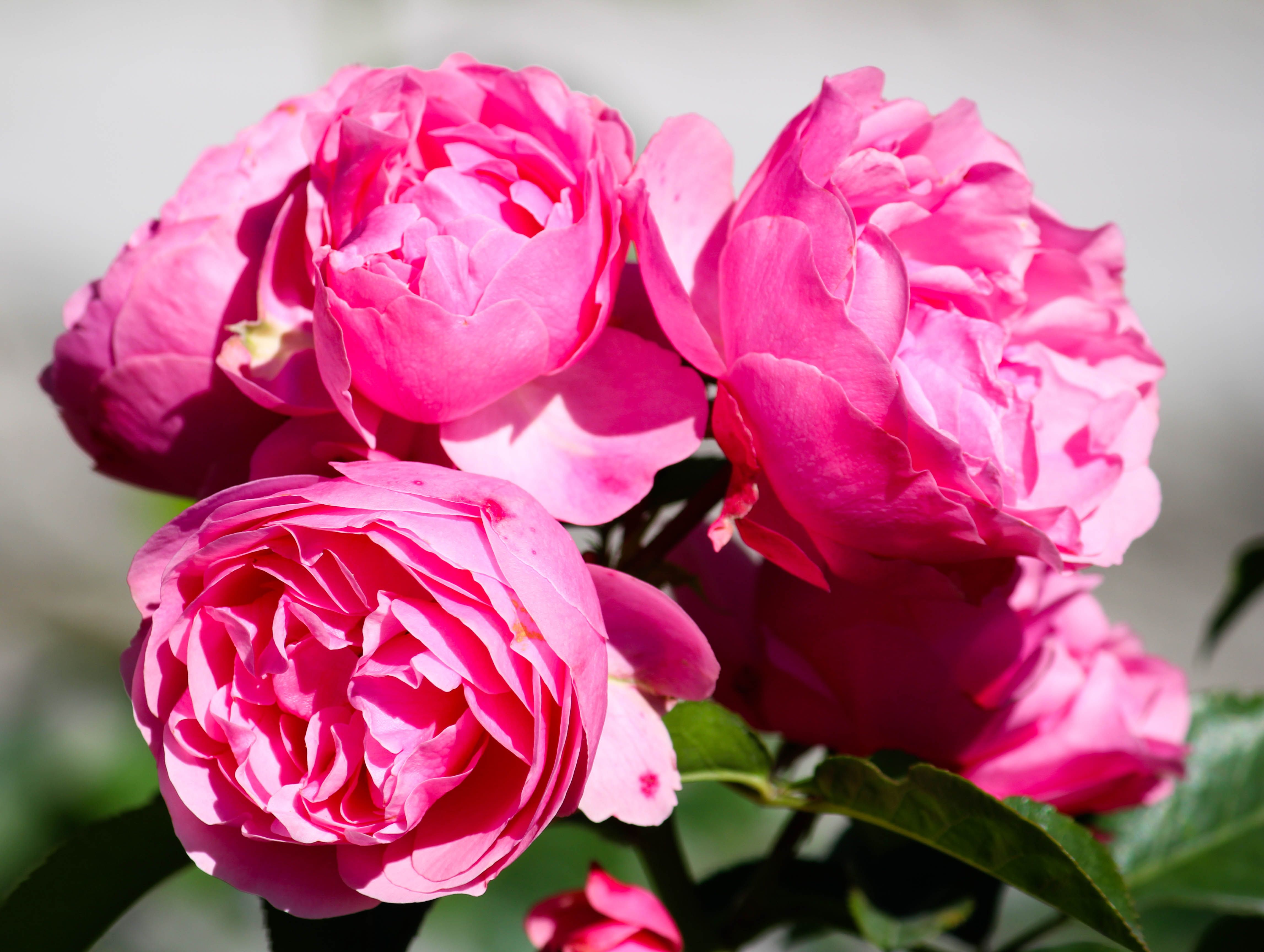 Ruusuja voi tuoksutella Visbyssä.