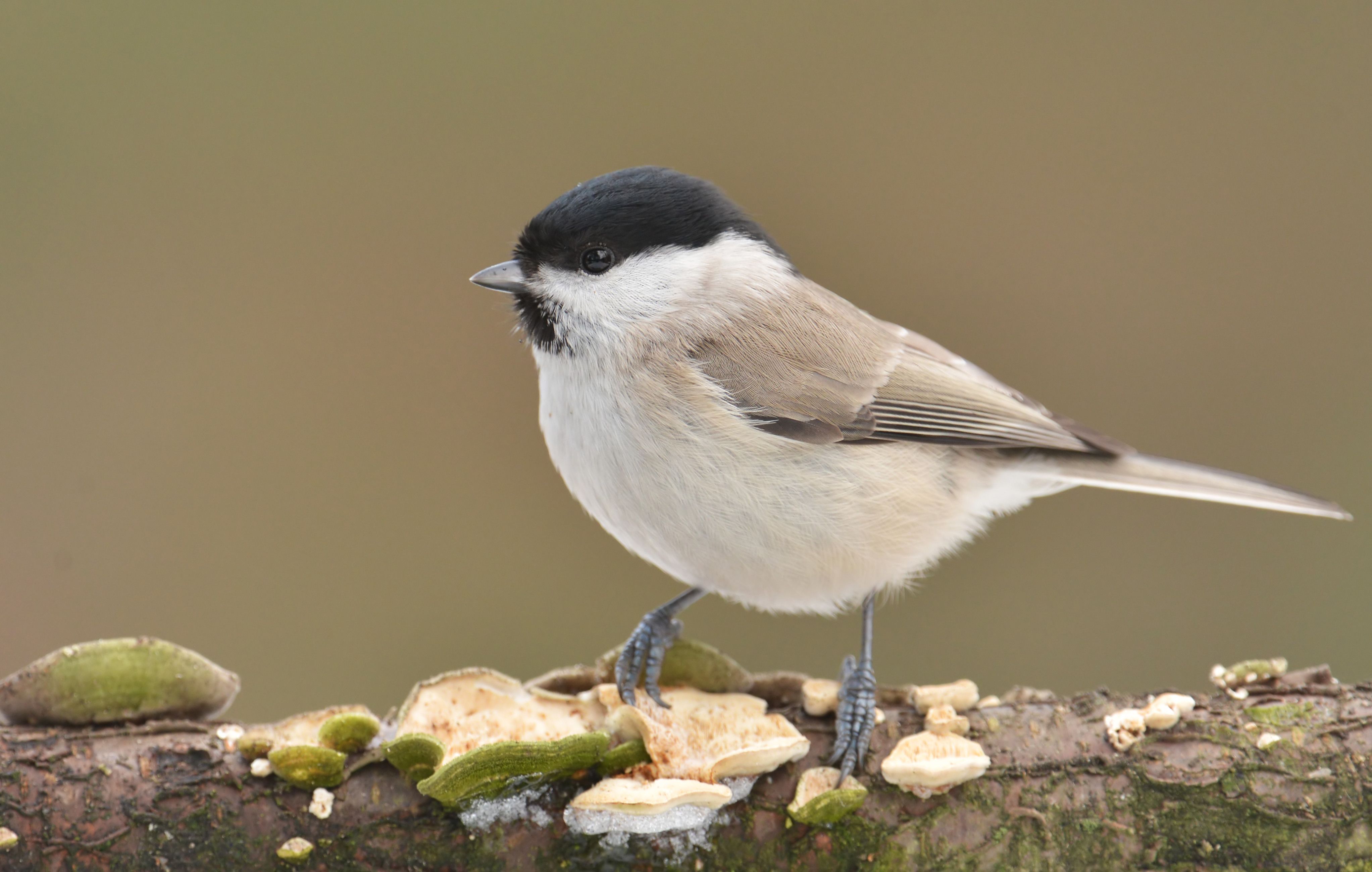 Hömötiaista esiintyy koko maassa.