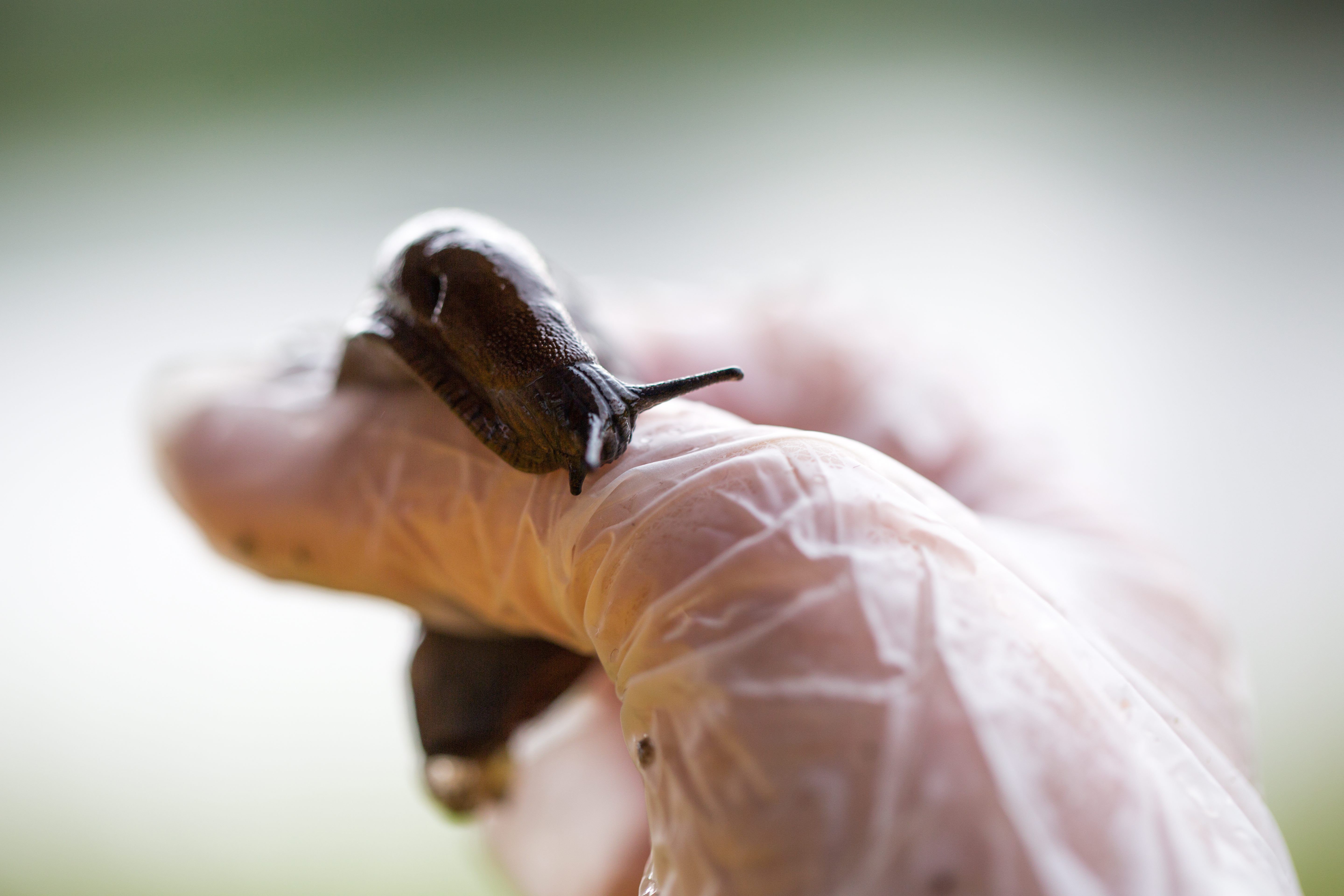 Espanjansiruetana on iso, lötkö, likaisenvärinen ja hyvin tehokas lisääntymään.