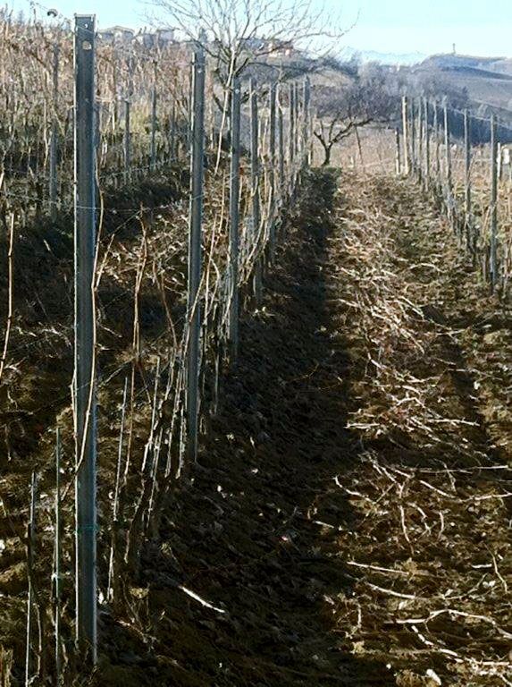 Tässä kasvaa nebbiolo-rypälettä.