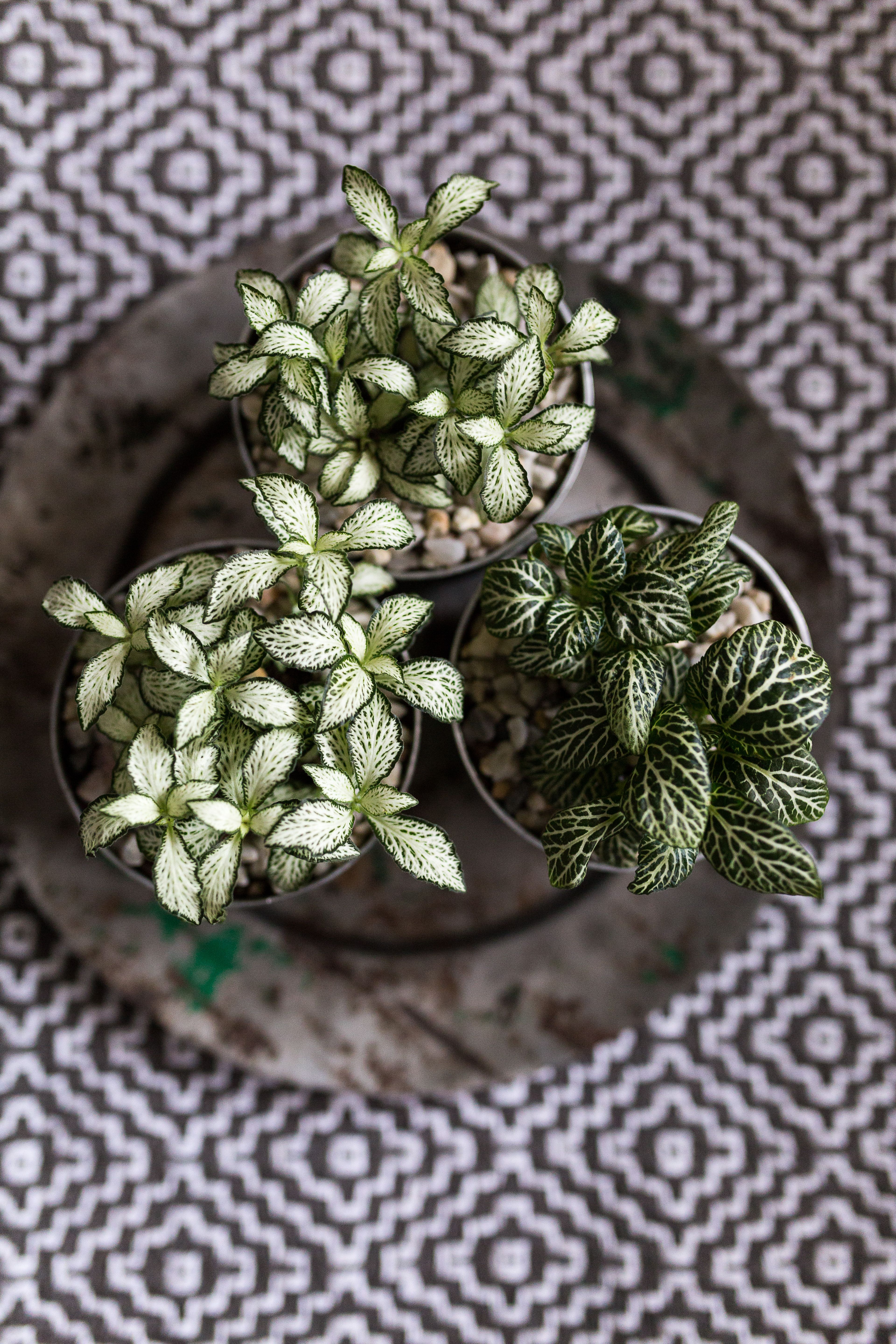 Siro pitsilehti varastaa huomion lehdillään. Sijoita ruukku hajavaloon, suojaan suoralta auringonpaisteelta. Pitsilehti nauttii tasaisesta kastelusta ja kosteudesta, joten se sopii piristämään esimerkiksi kylpyhuonetta. Myös pitsilehdestä löytyy punasävyisiä lajikkeita.