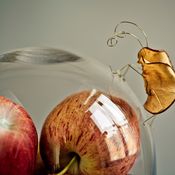 Näin häädät banaanikärpäset