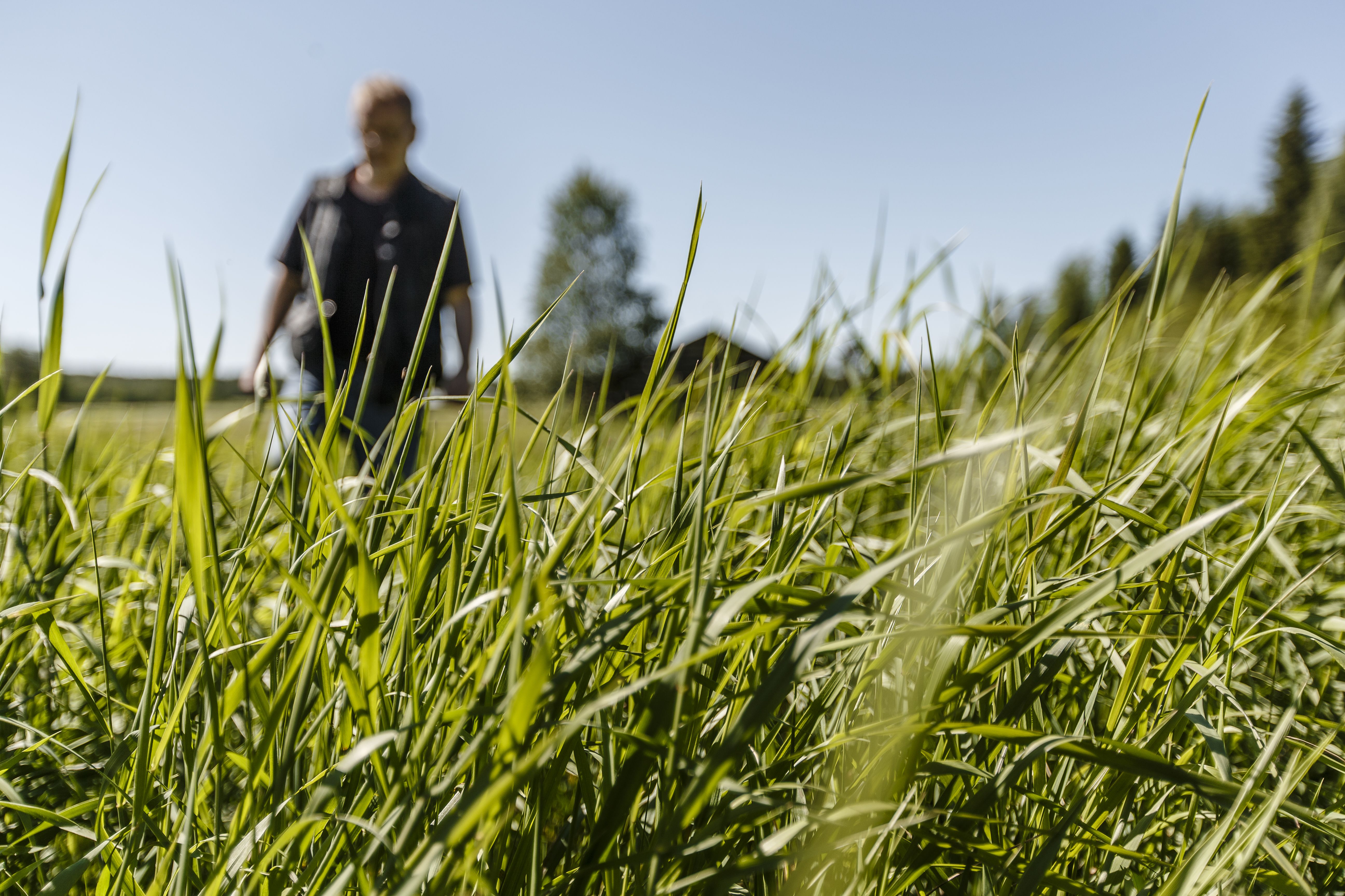 Juuassa Saku Timonen ei ole bloggaajajulkkis vaan oman kylän poika. "Minun ei tarvitse kaupassa käydessäni miettiä, onko joku siellä vetänyt herneen nenäänsä kirjoituksistani. Ei varmaan ole. Useimmat eivät ole huomanneet koko tekstiä."