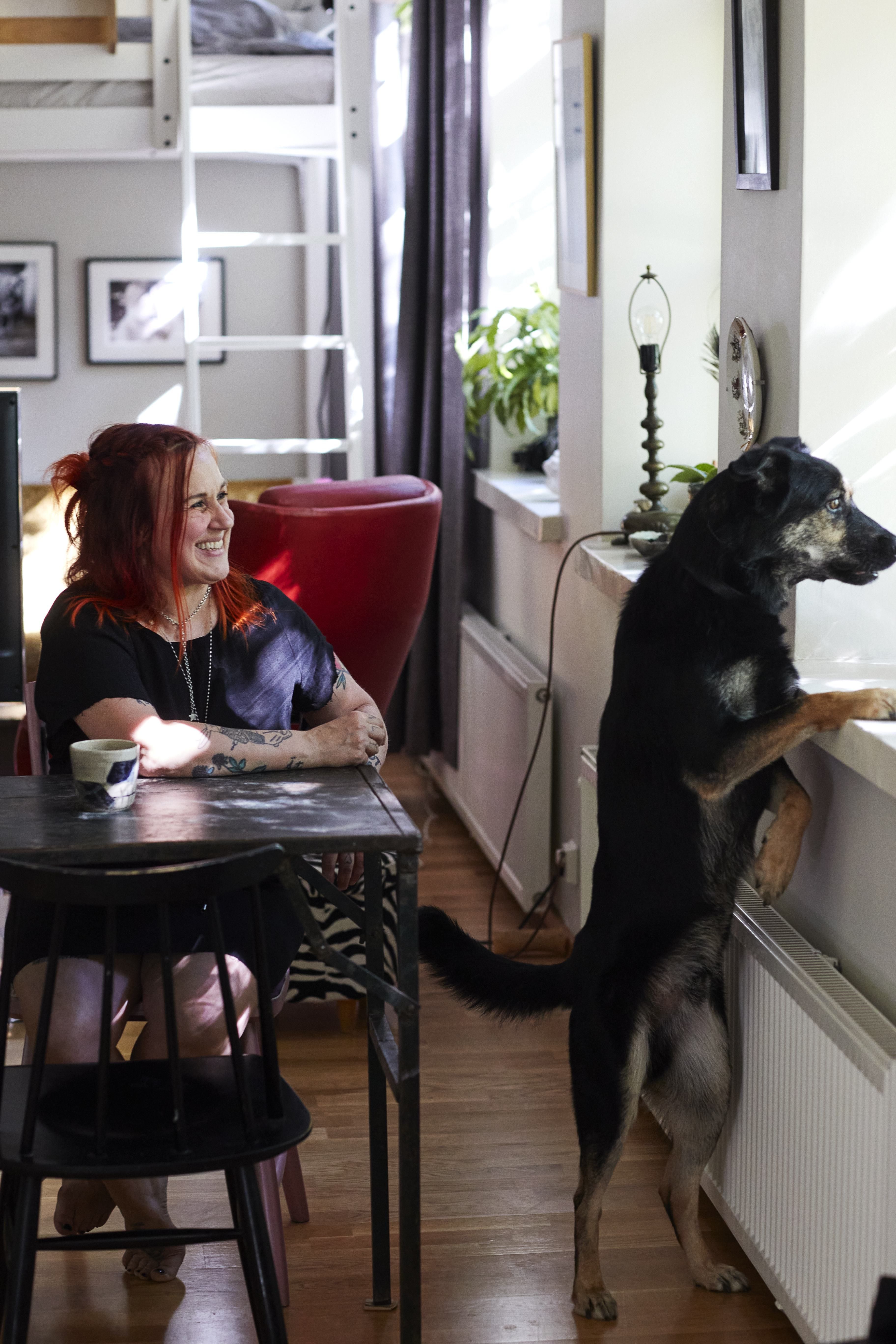 Kosmo-koira tuli Karoliinan perheeseen paikalliselta eläinsuojeluyhdistykseltä 2,5 vuotta sitten. 