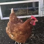 KK Kanoja kotipihalle