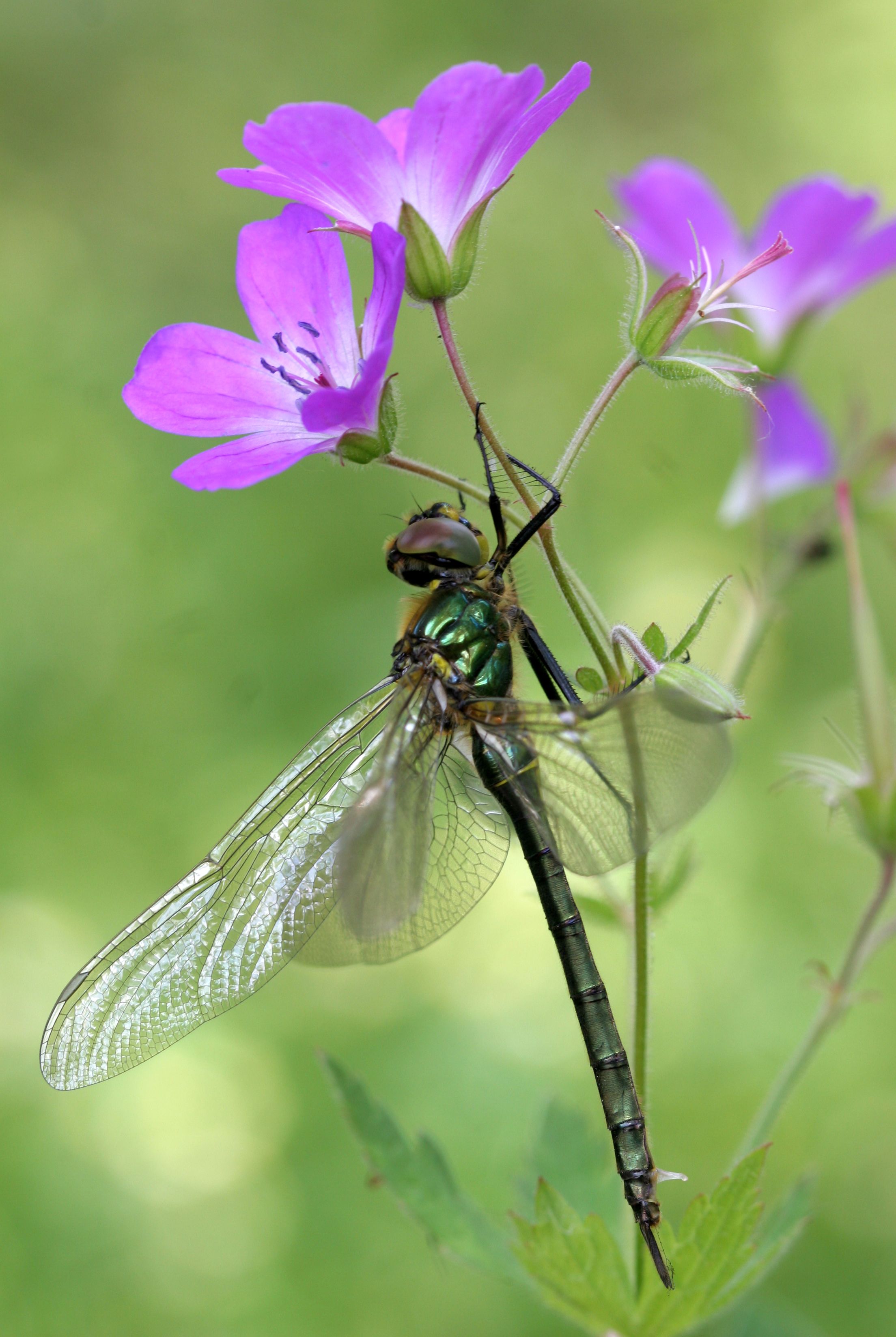 Kuvassa kiiltokorento. Kiiltokorennot ovat keskikokoisia ja useimmiten vihreän metallinkiiltoisia.
