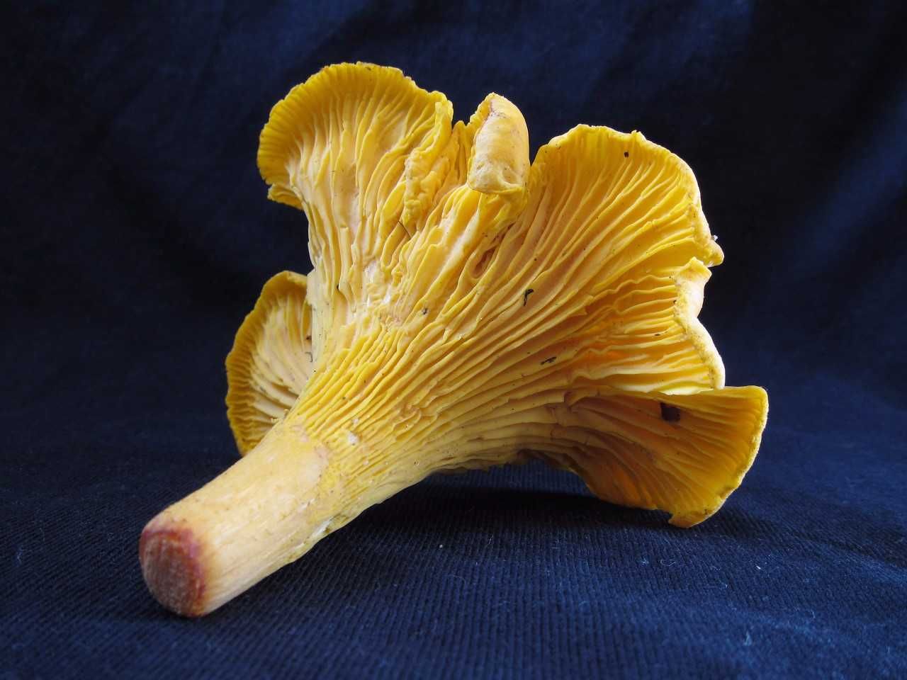 Kantarelli on metsien kultahippu. Kuva: Marienka Pakaslahti.