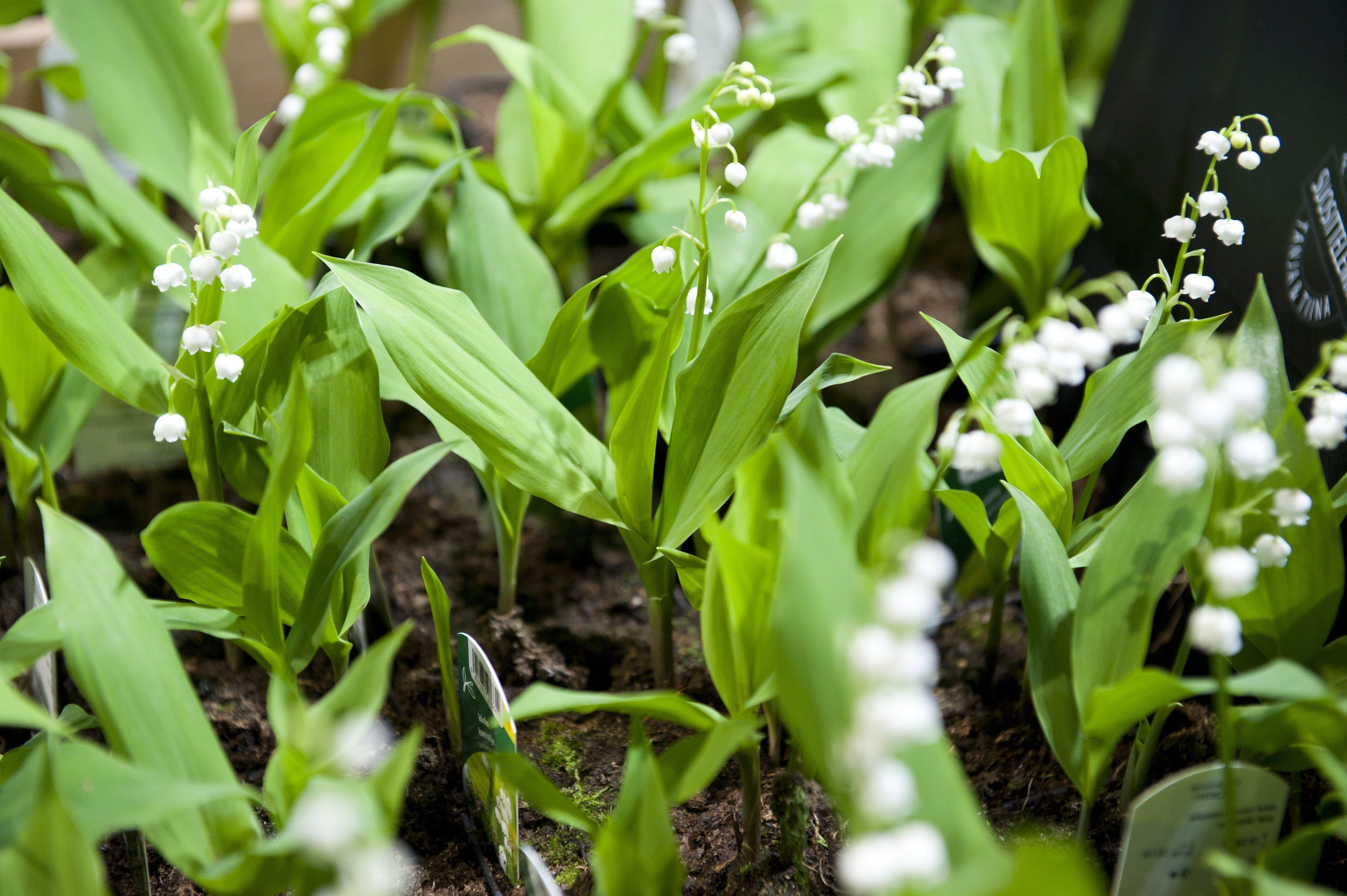 Kieloja saa nykyisin kaupoista joulun alla hyvin.