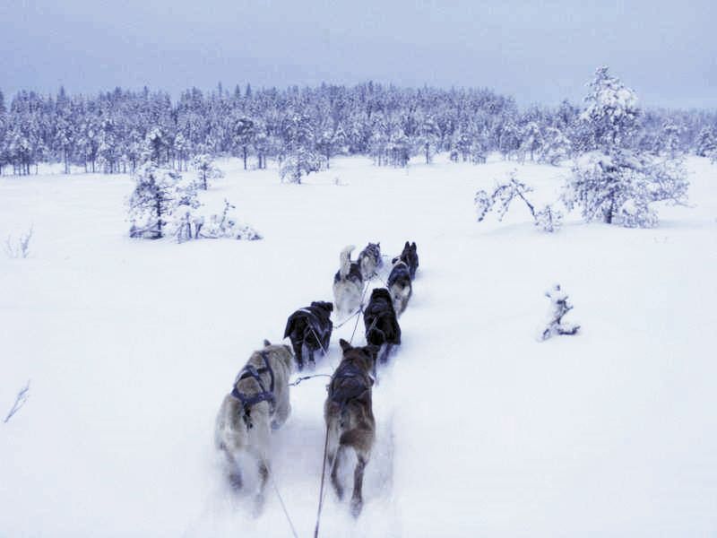 Jos Eliisan on valittava, pitääkö siivouspäivän vai lähteekö koiravaljakolla laavulle keittämään kahvit, päätös on helppo.